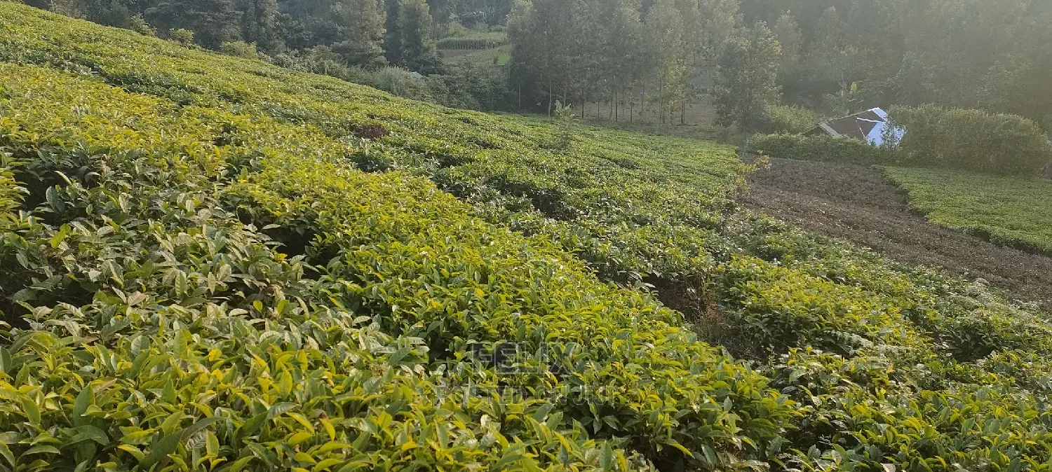 Karatina 1 Acre Gikumbo in Karatina Town