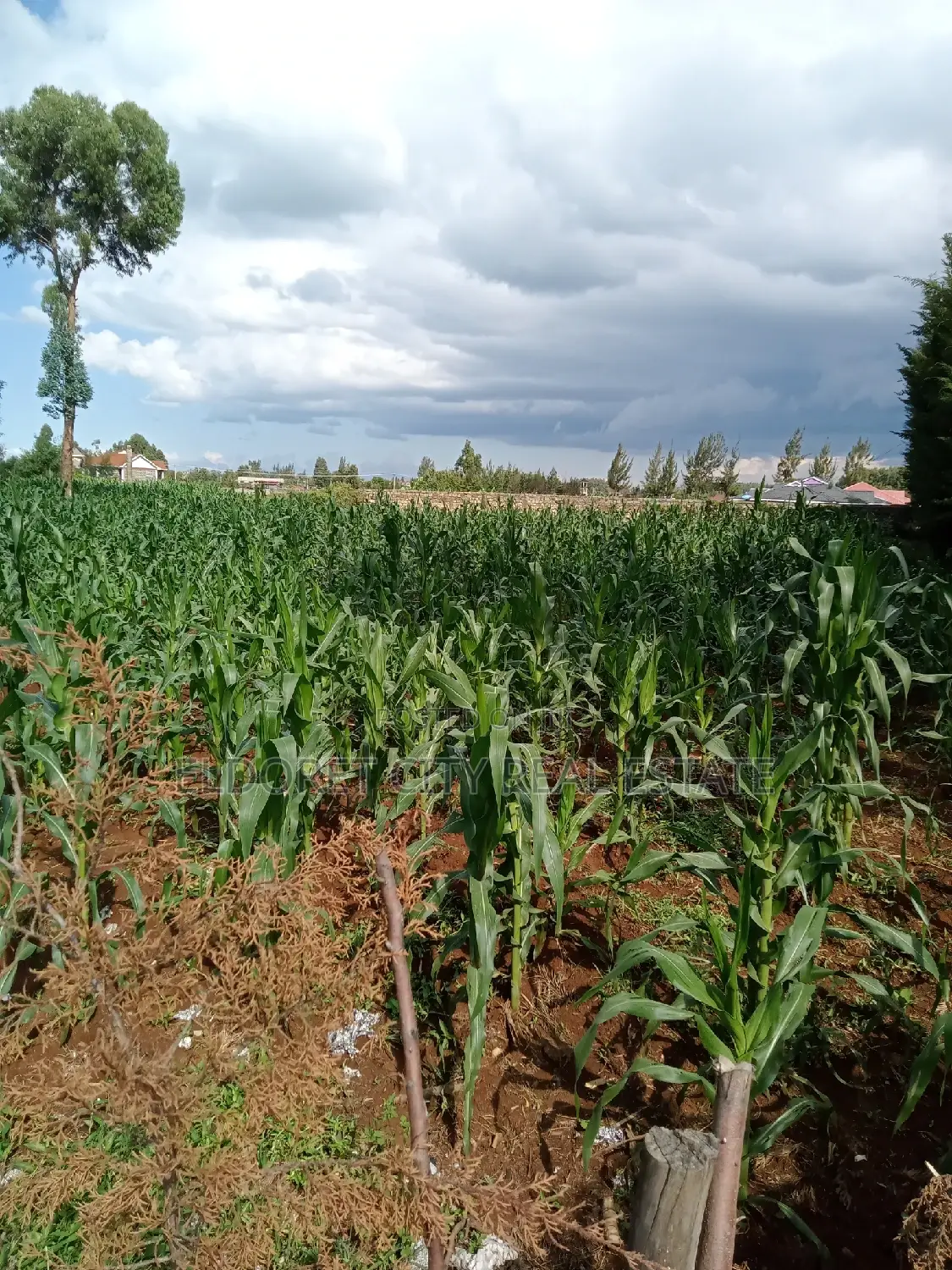 Elgonview Upper Tarmac 1/2 Acre Land: Ideal Investment in Eldoret CBD