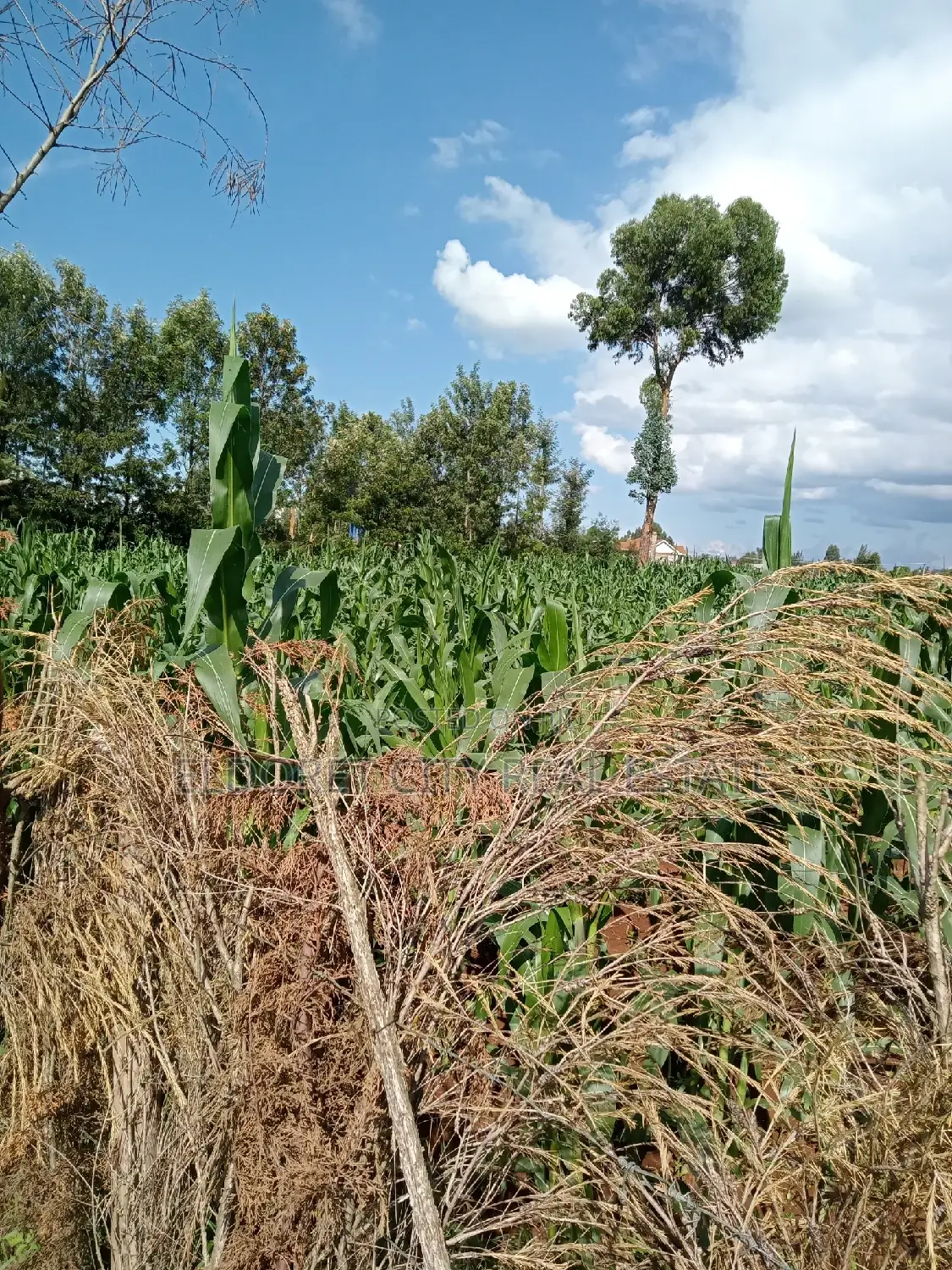 Spacious 1/16 Plot Site in Kapsoya with Title: Ready for Development! in Eldoret CBD