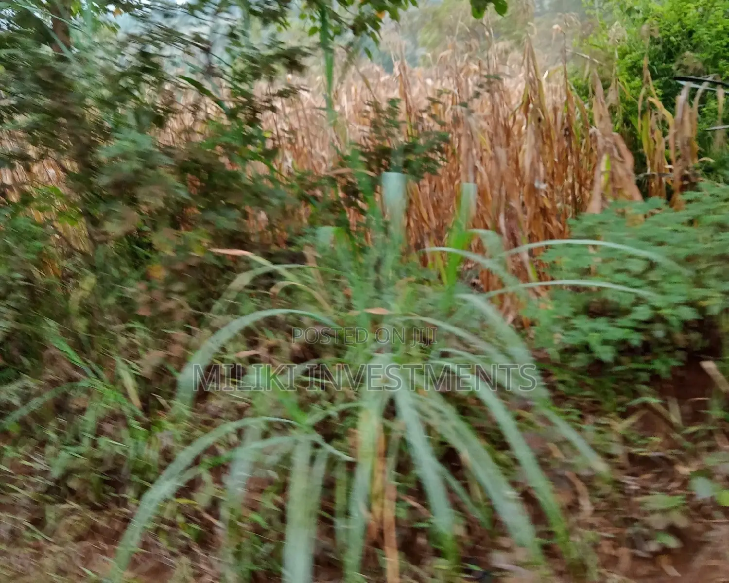Large 50x120ft Plot - Ready for Purchase Today! in Kimorori/Wempa