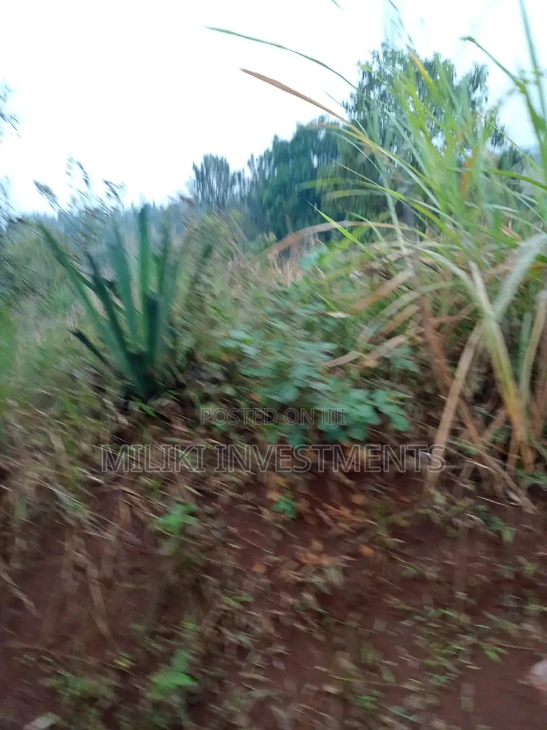 Large 50x120ft Plot - Ready for Purchase Today! in Kimorori/Wempa