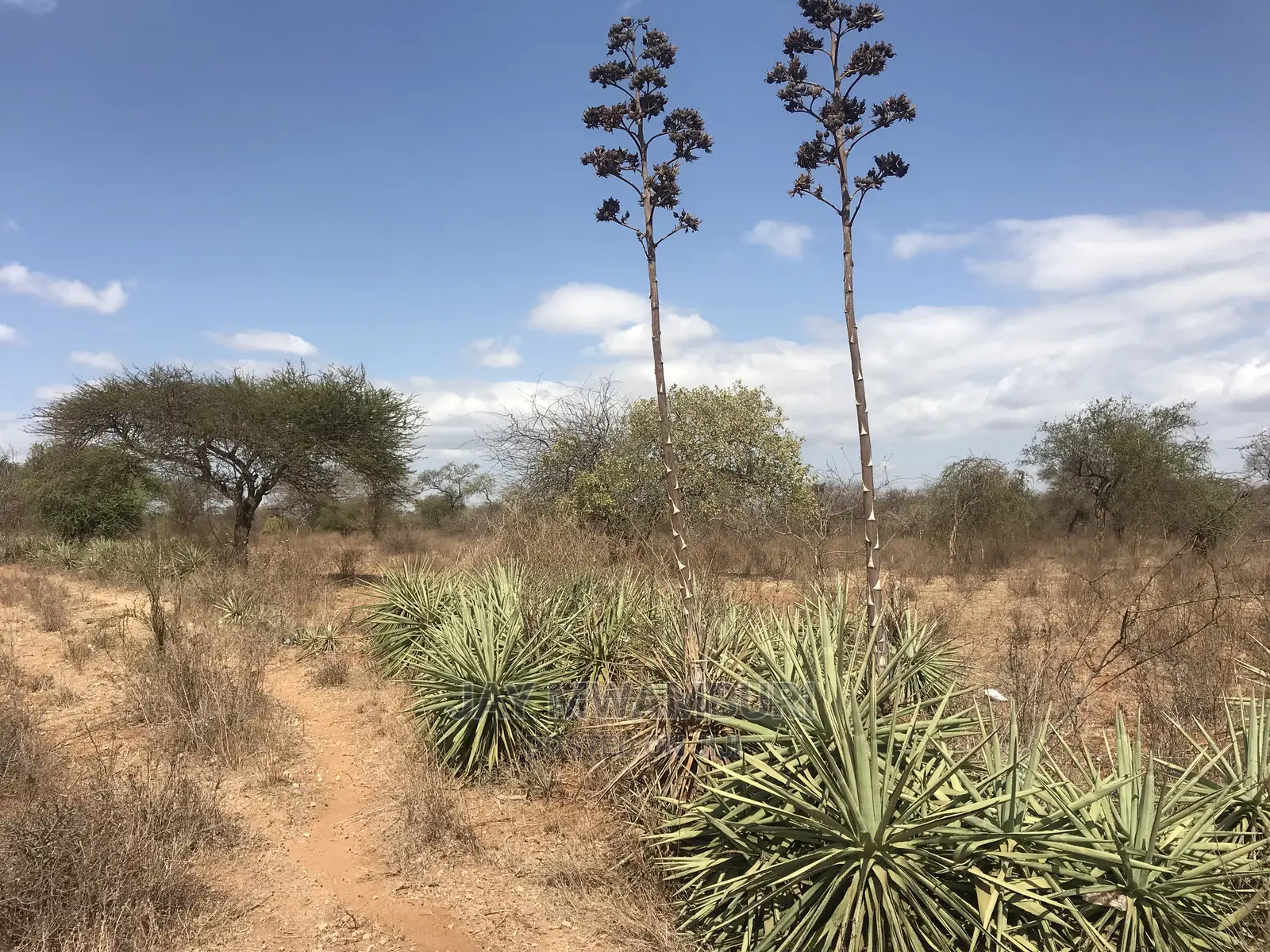 40 Acrea Touching Wote Tarmac Road Makindu in Makindu