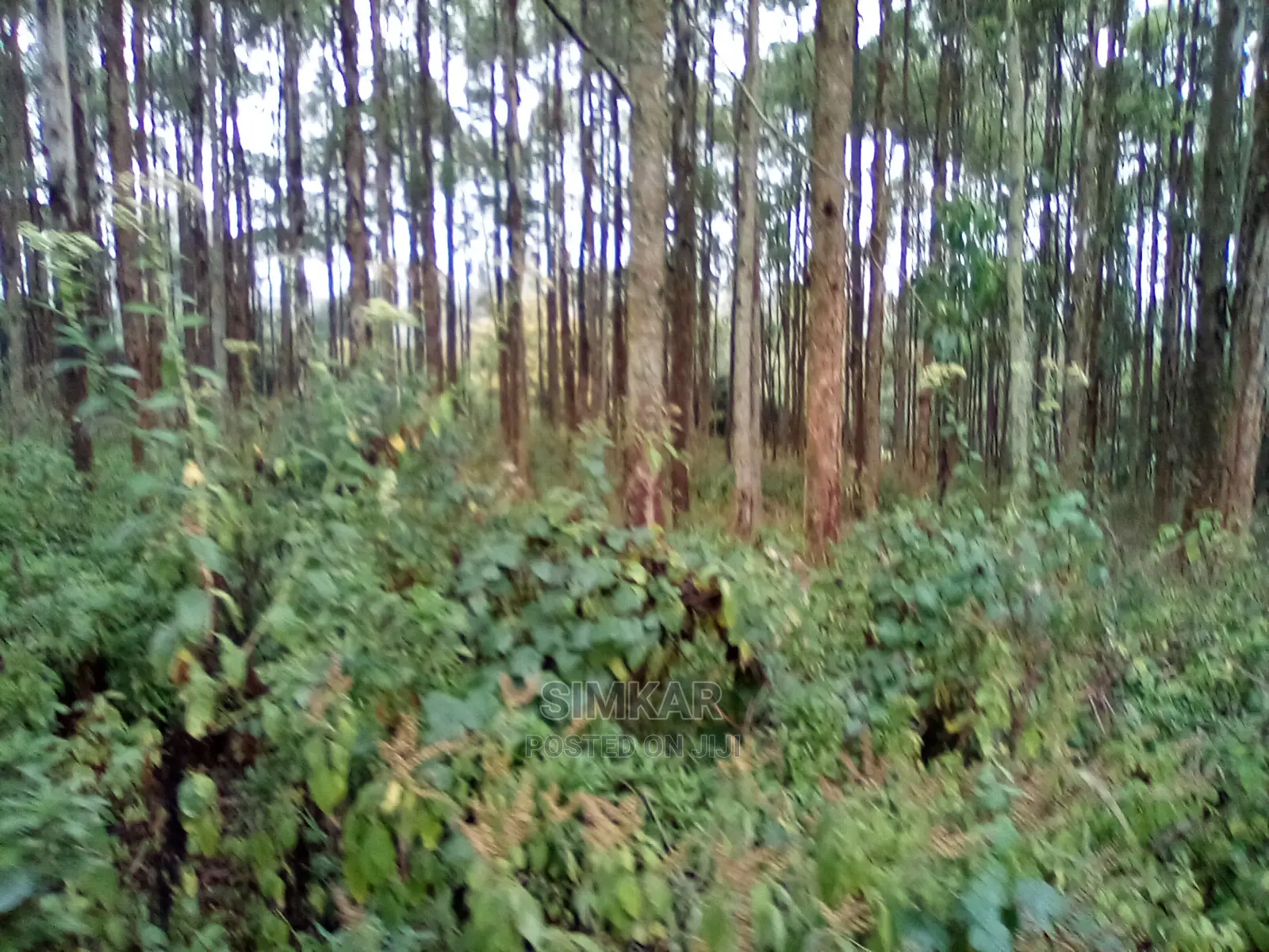 Upper Matasia Ngong 2.3-Acre Land - Prime Investment Opportunity in Matasia