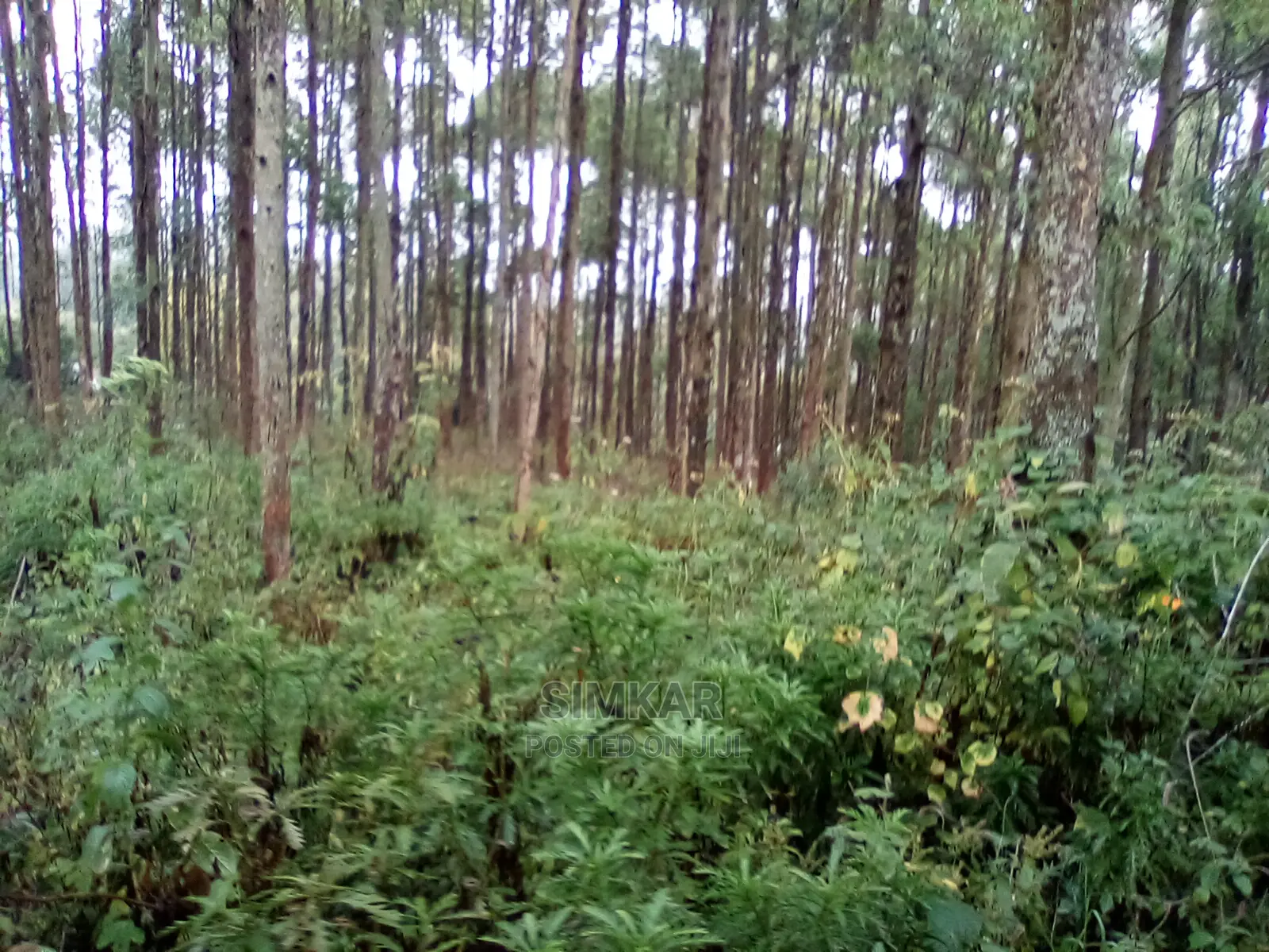Upper Matasia Ngong 2.3-Acre Land - Prime Investment Opportunity in Matasia