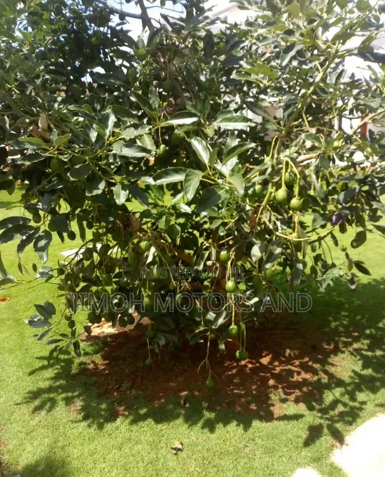 Furnished 6-Bedroom Mansion in Exclusive Parklands/Highridge - Up for Sale in Parklands/Highridge