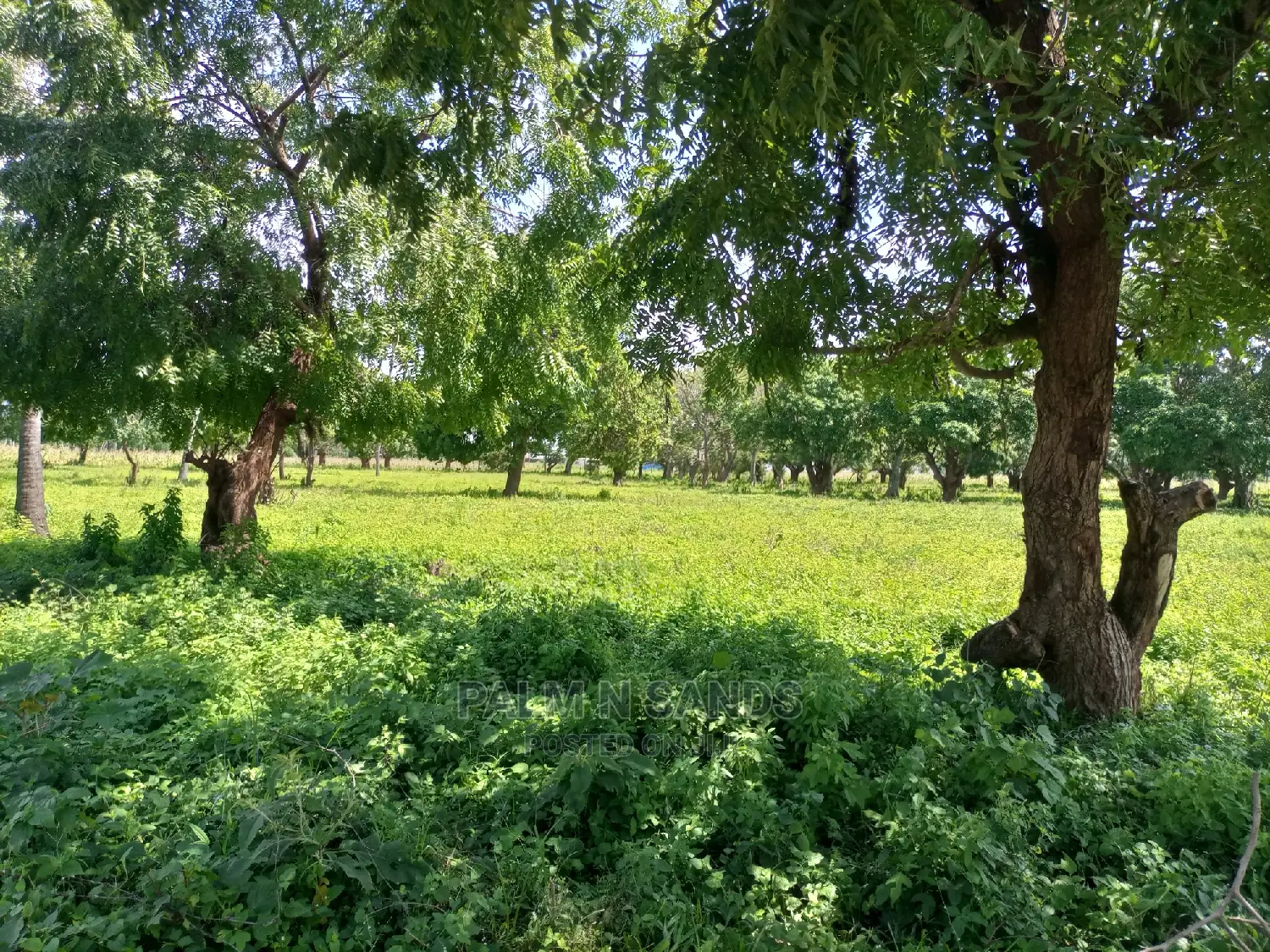 1/4 Acre Plots in Mtwapa Prime: Your Dream Property in Mtwapa