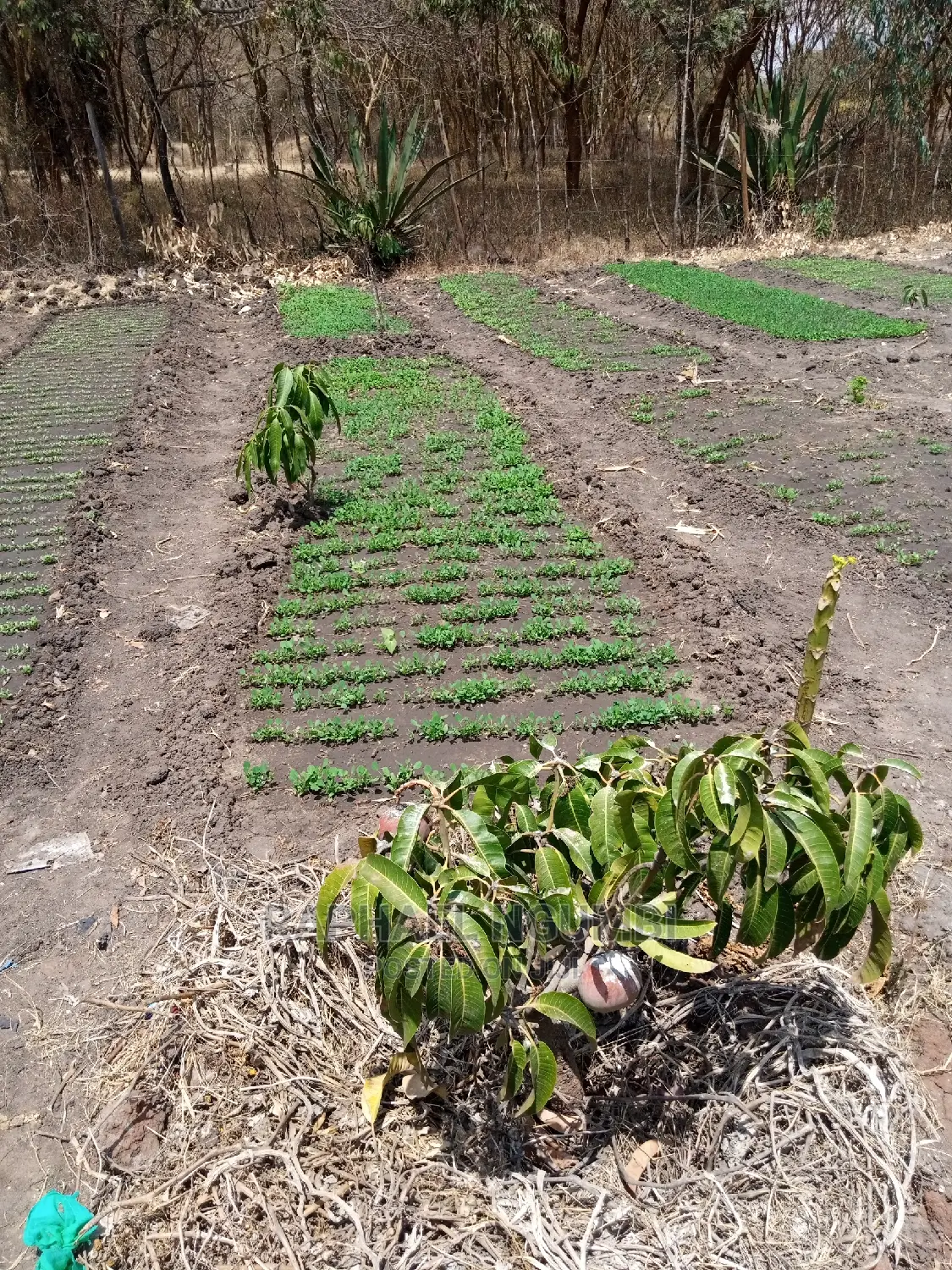 Spacious 1/2 Acre Lot: Perfect for Dream Home in Machakos Town