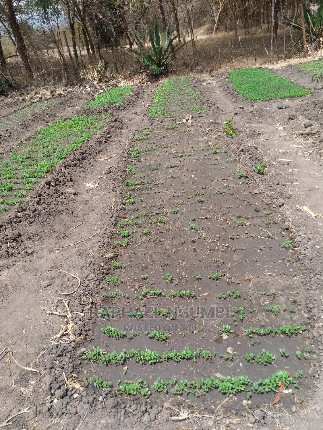 Spacious 1/2 Acre Lot: Perfect for Dream Home in Machakos Town