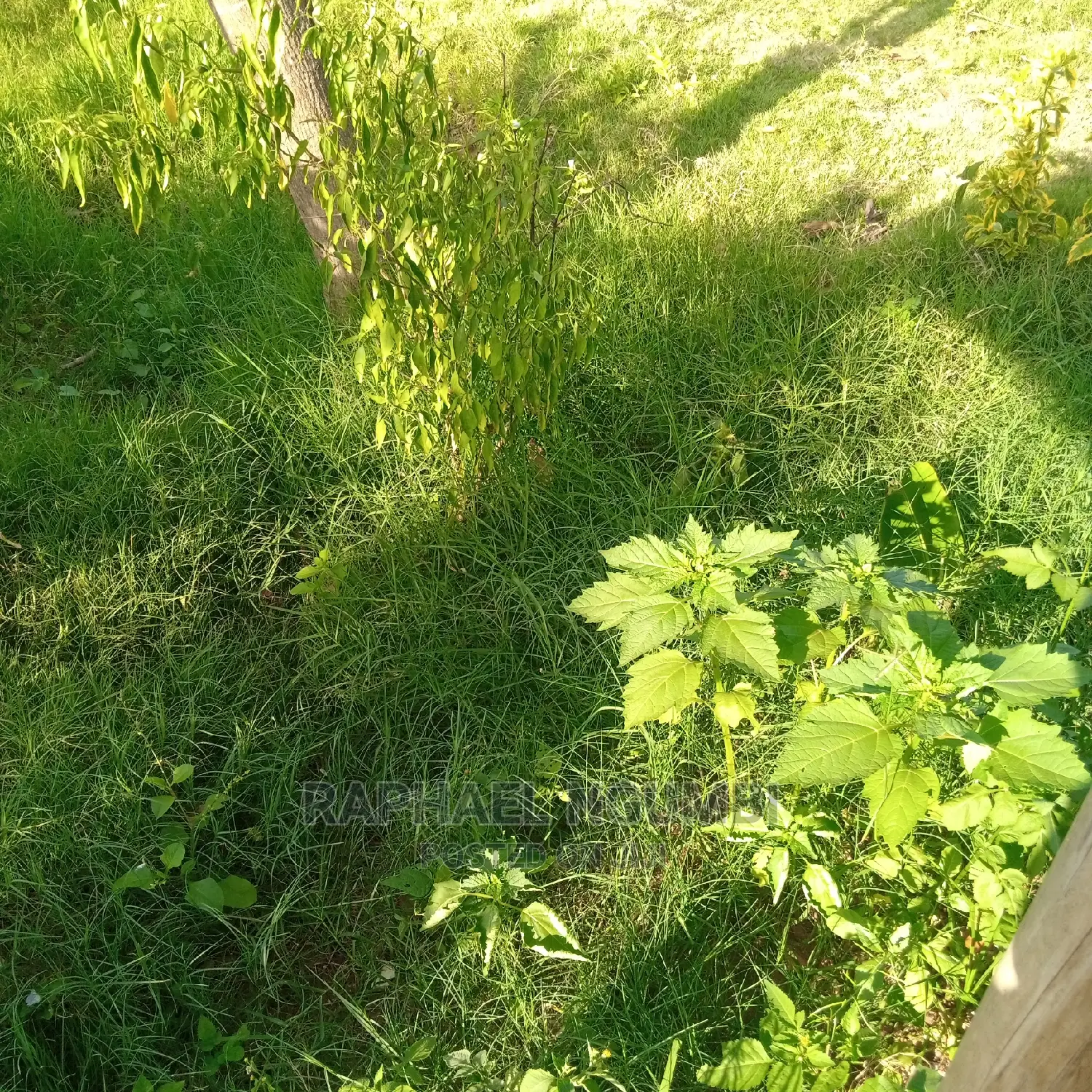 A spacious 500 sqm corner plot with stunning views in Machakos Town
