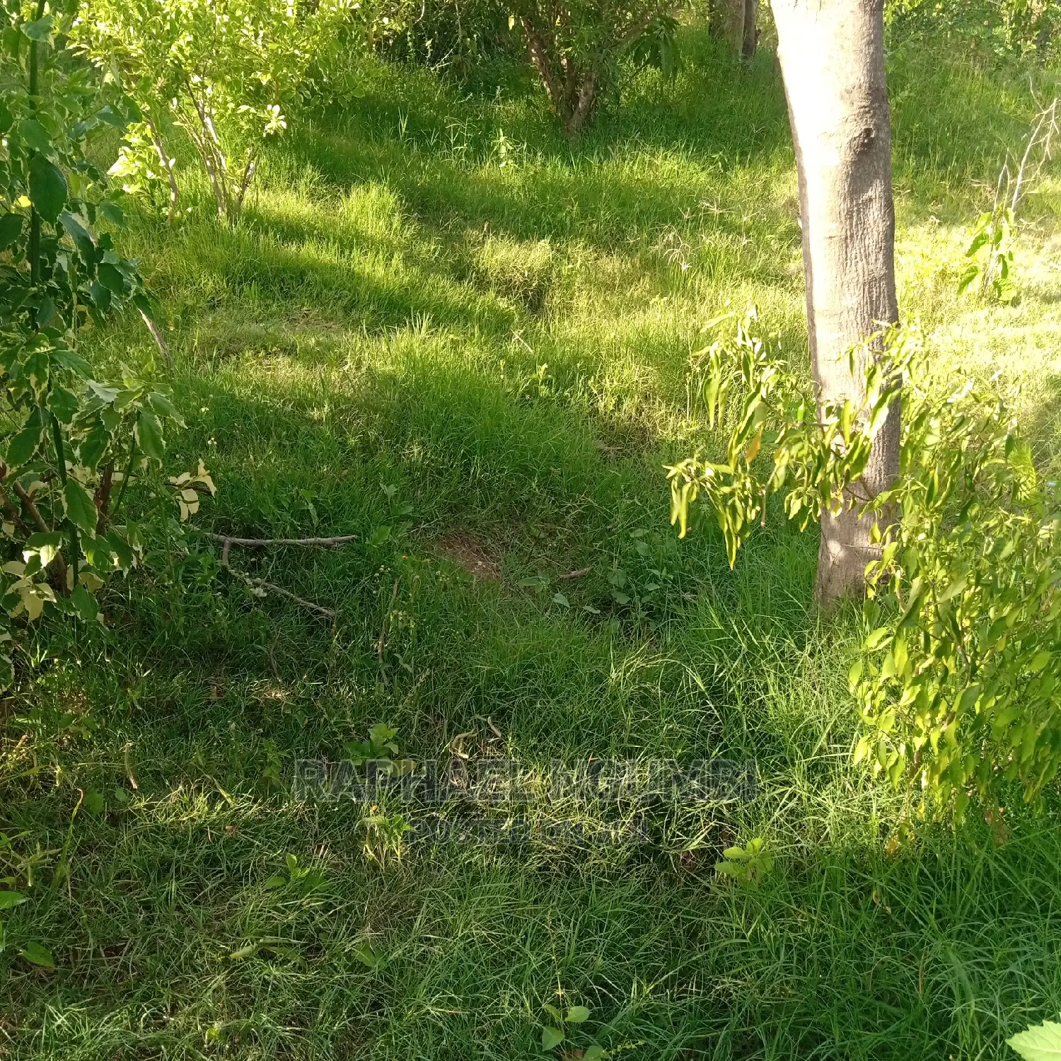 A spacious 500 sqm corner plot with stunning views in Machakos Town