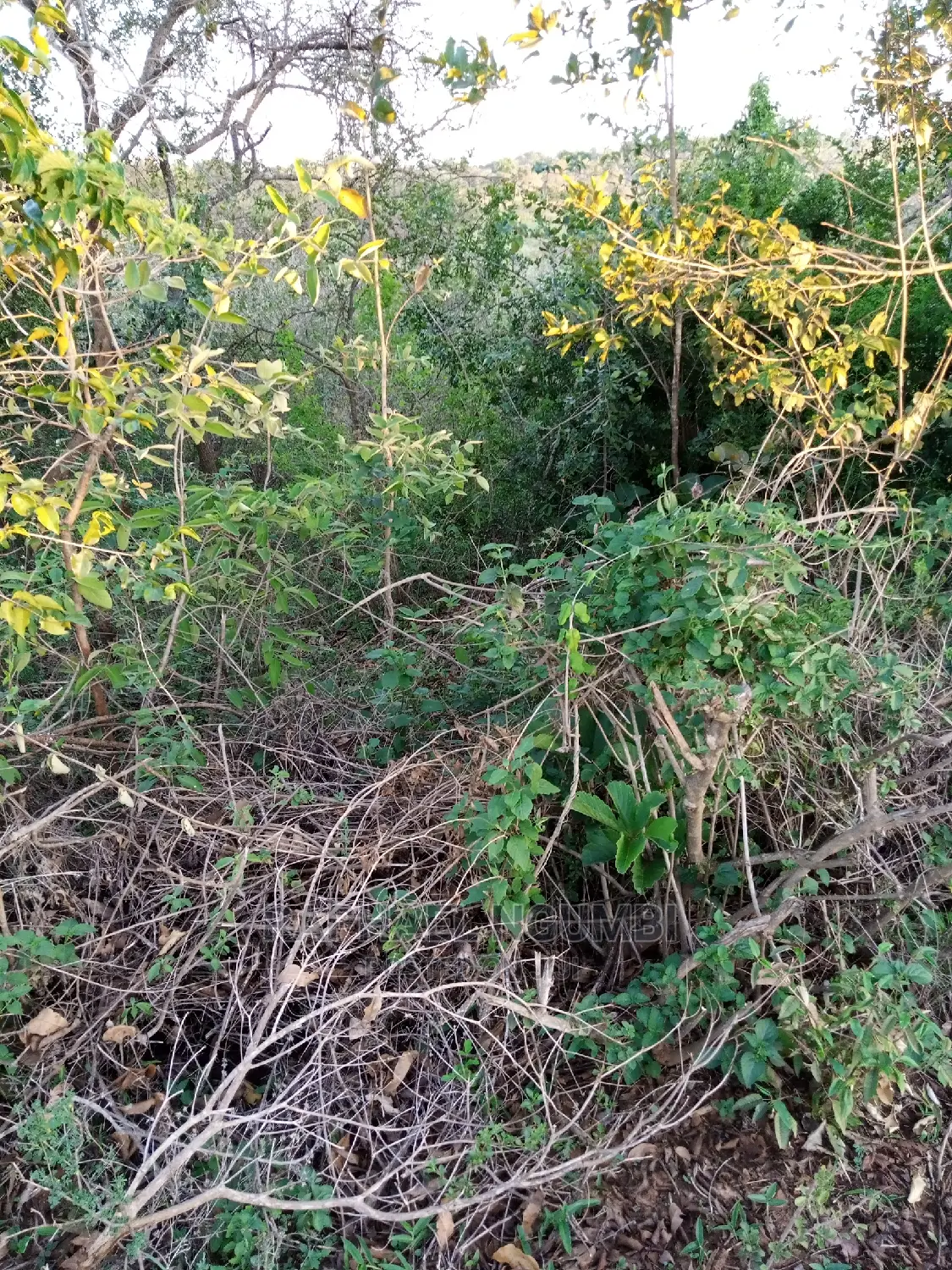 1-Acre Land for Sale in Kithini/Vota - Ideal Investment Opportunity in Machakos Town