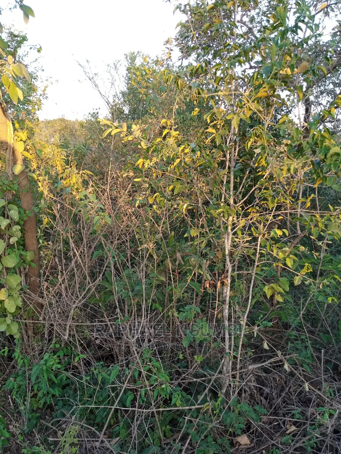 1-Acre Land for Sale in Kithini/Vota - Ideal Investment Opportunity in Machakos Town