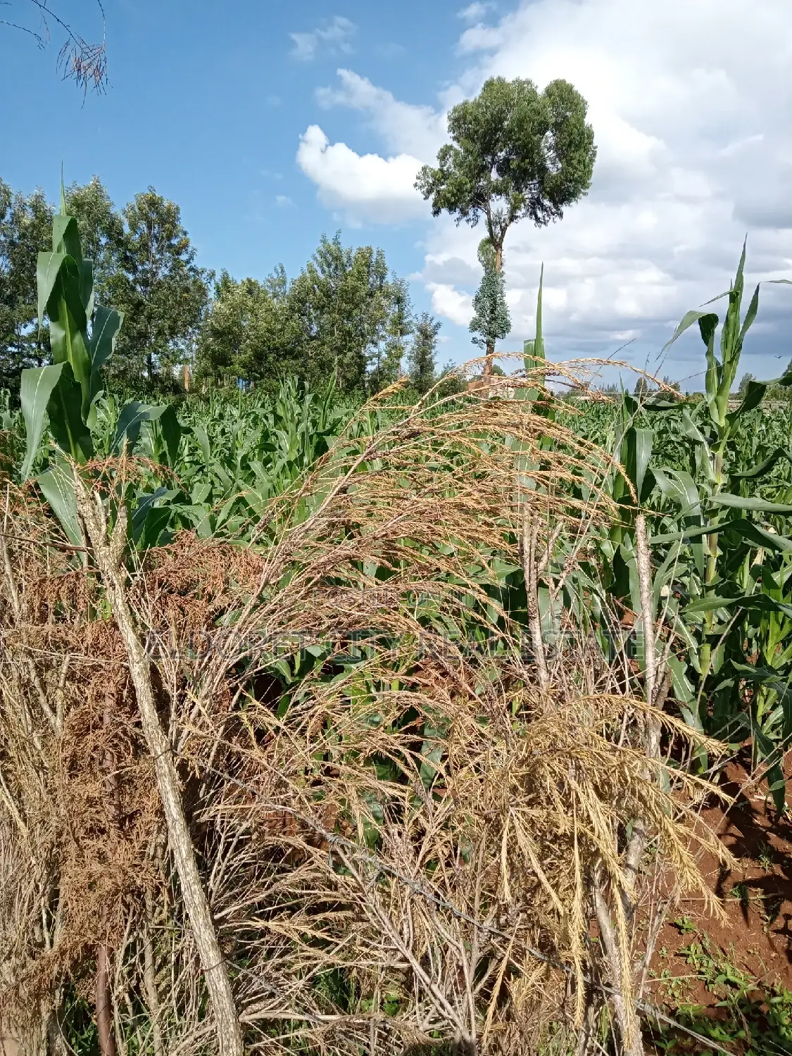 Kapsoya Land: 1/8 Acre Plot on Tarmac Approach in Eldoret CBD