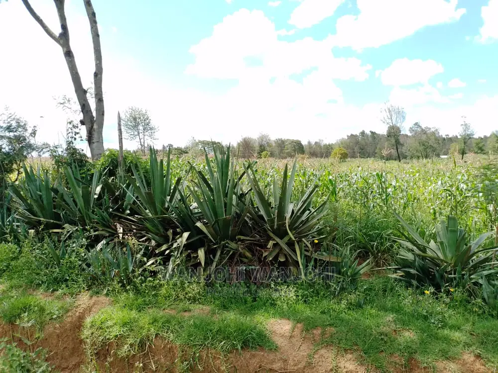 Kasuku Town's Best Real Estate Offerings: Prime Plots in Igwamiti