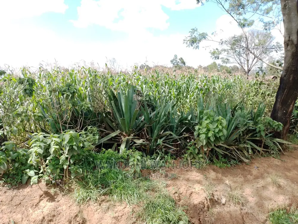 Kasuku Town's Best Real Estate Offerings: Prime Plots in Igwamiti