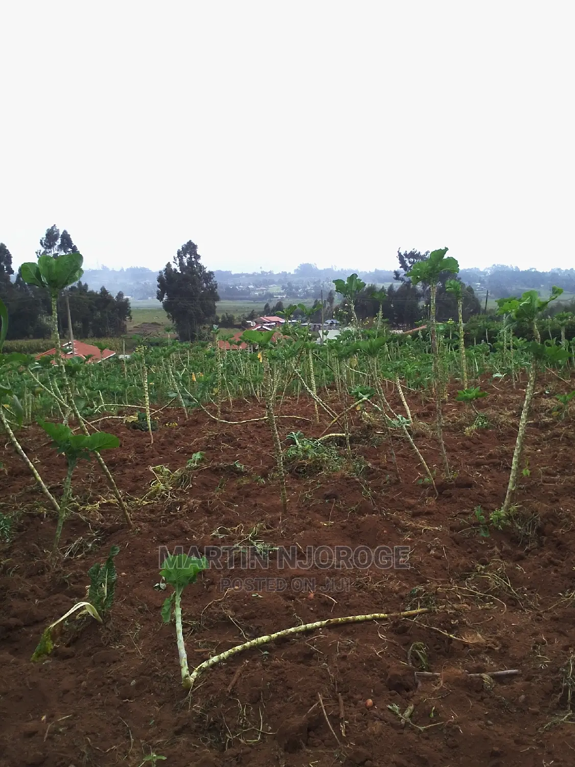 0.75 Acres Uplands ( Nyambari) Lari in Lari/Kirenga
