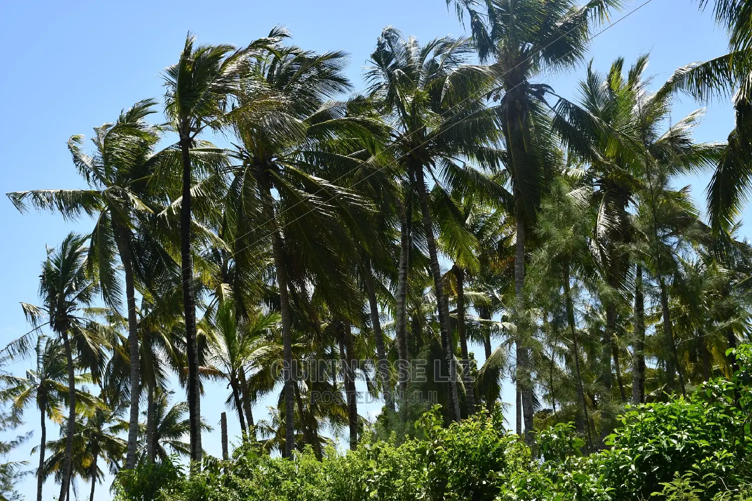 Invest in Kikambala Bomani Prime Beachfront Real Estate in Kilifi North