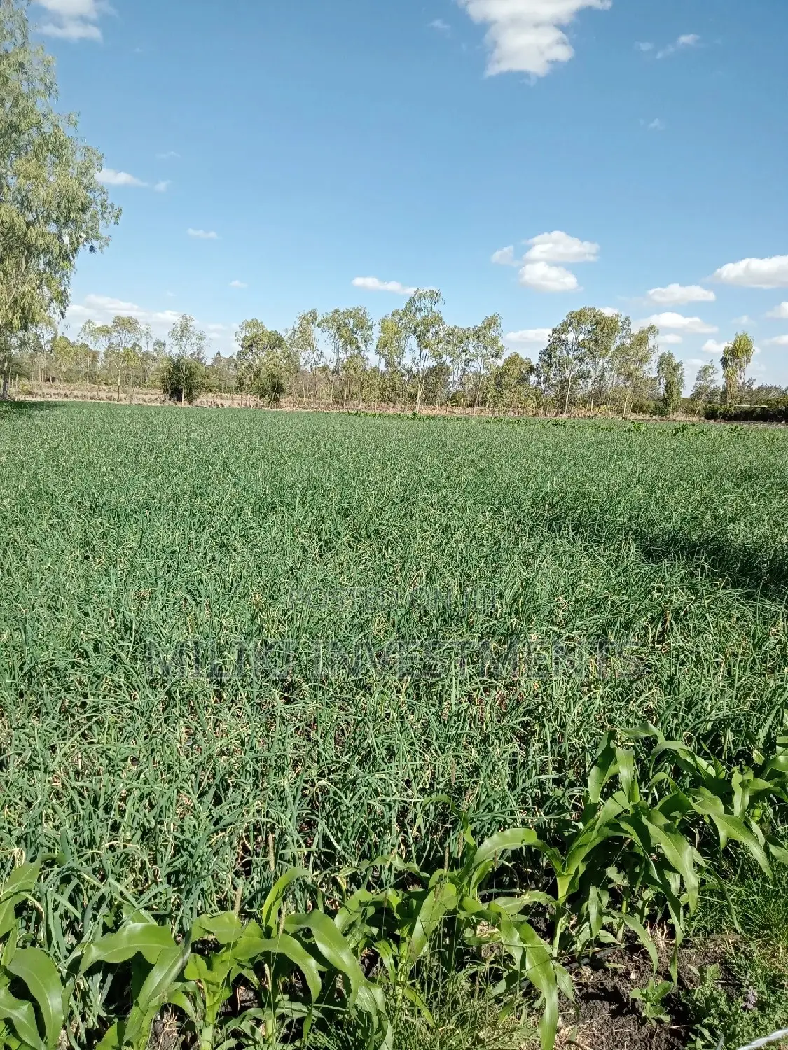 Affordable 1/8 Acre Plots for Sale in Kiserian in Kiserian