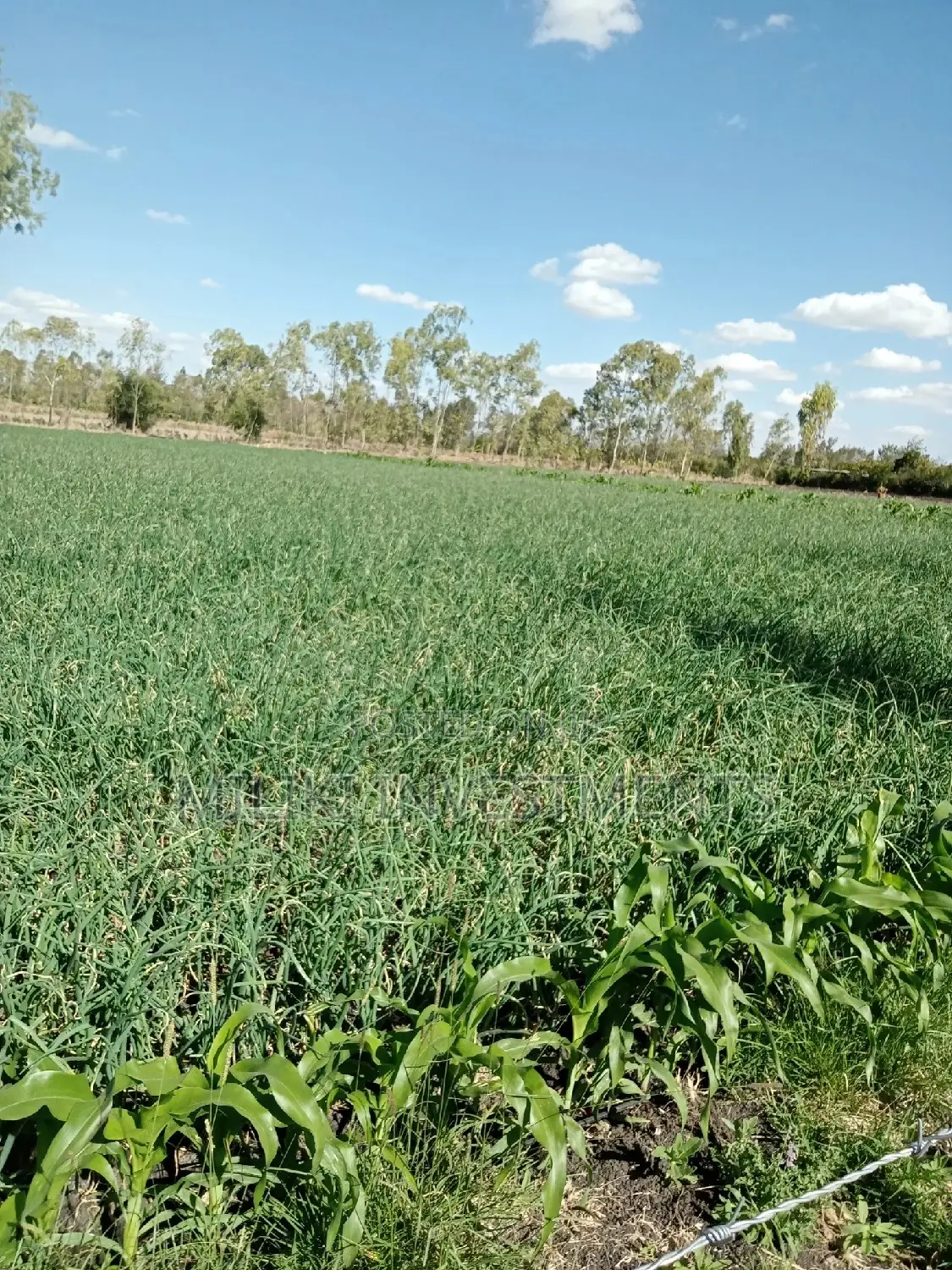 Buy an Acre in Kiserian: Affordable and Lucrative Land Offer in Kiserian