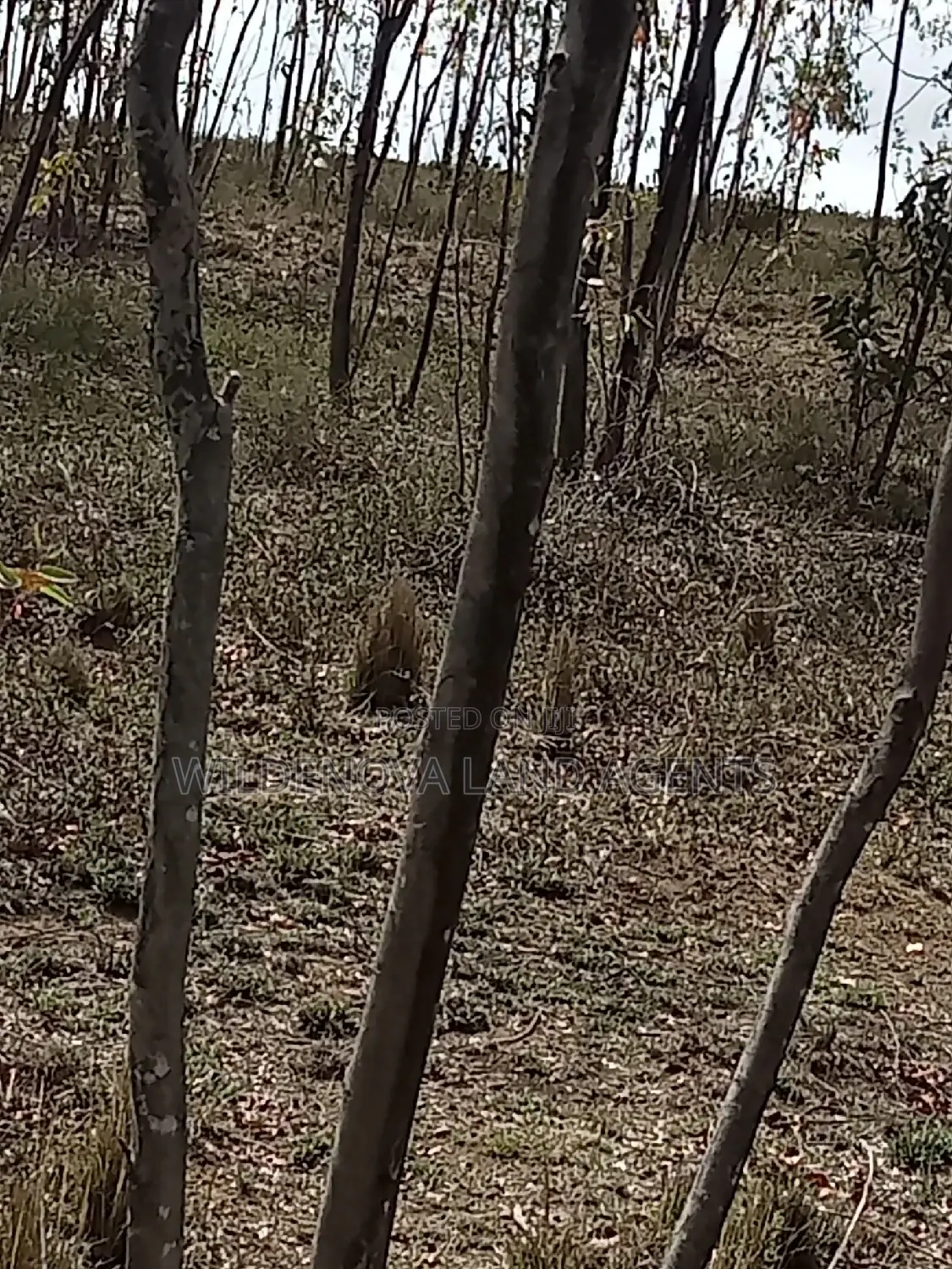 Bargain 5-Acre Land Offer in Longonot, Naivasha - Don't Miss Out! in Mirera