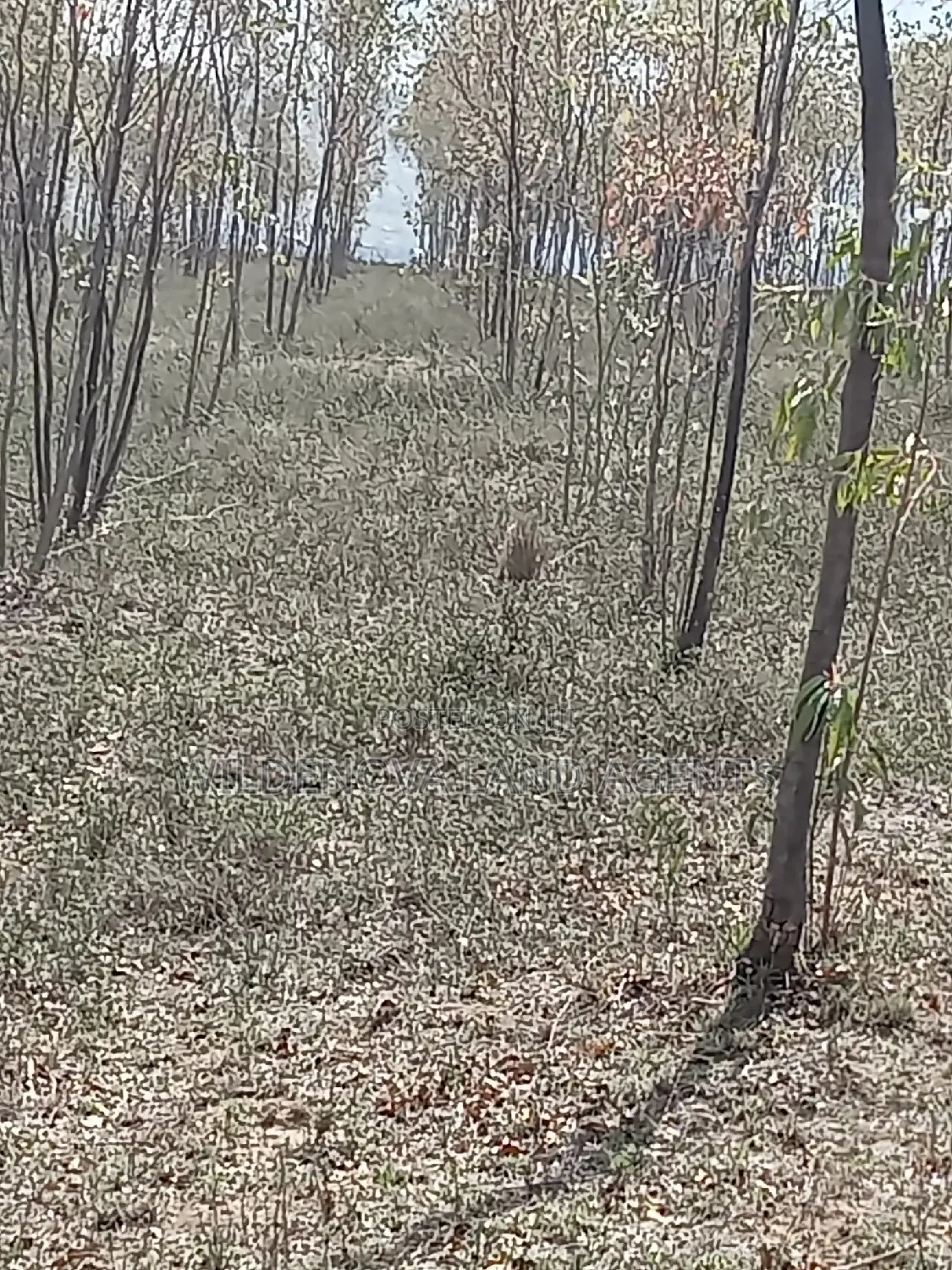 Bargain 5-Acre Land Offer in Longonot, Naivasha - Don't Miss Out! in Mirera