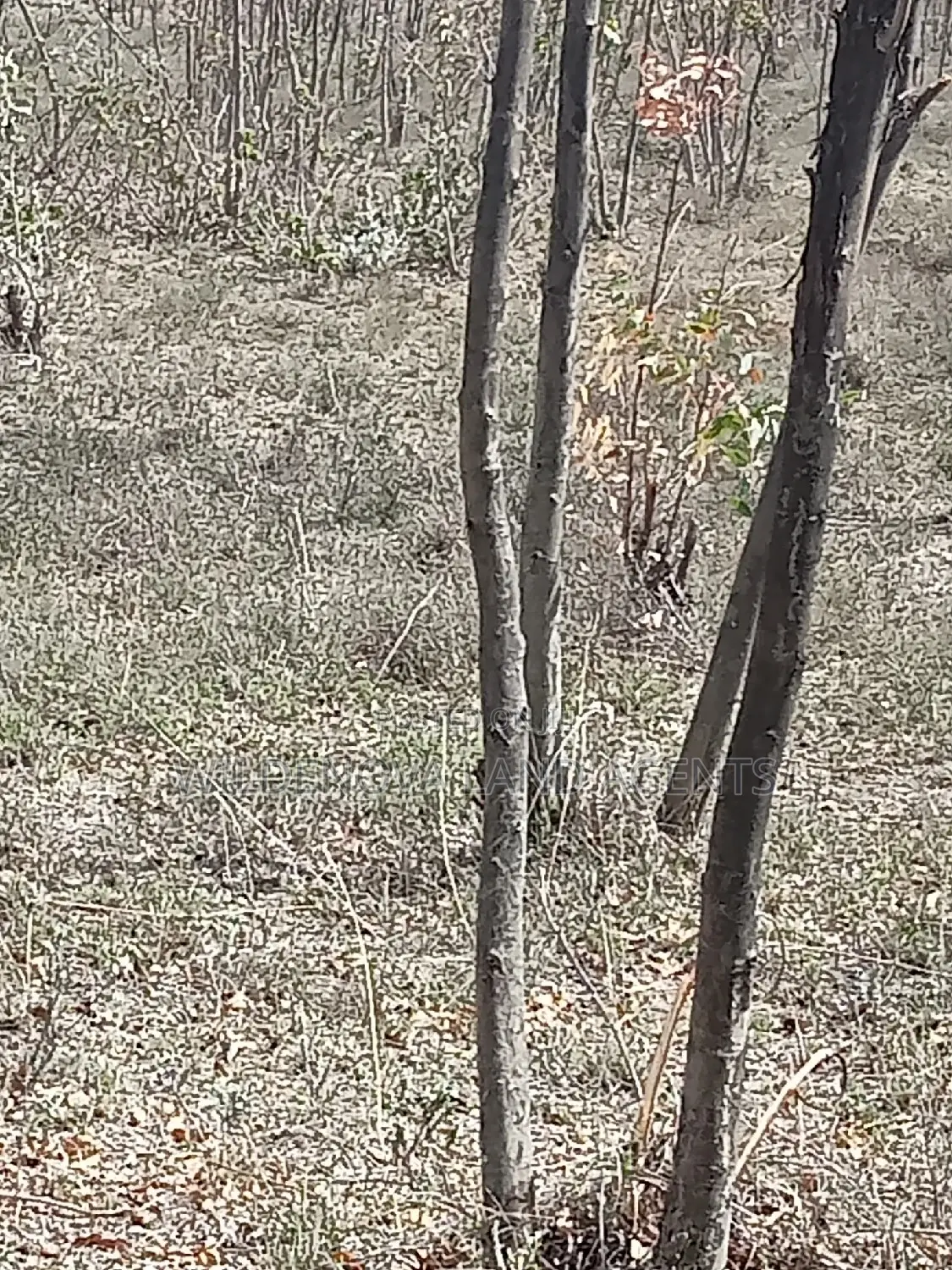 Bargain 5-Acre Land Offer in Longonot, Naivasha - Don't Miss Out! in Mirera