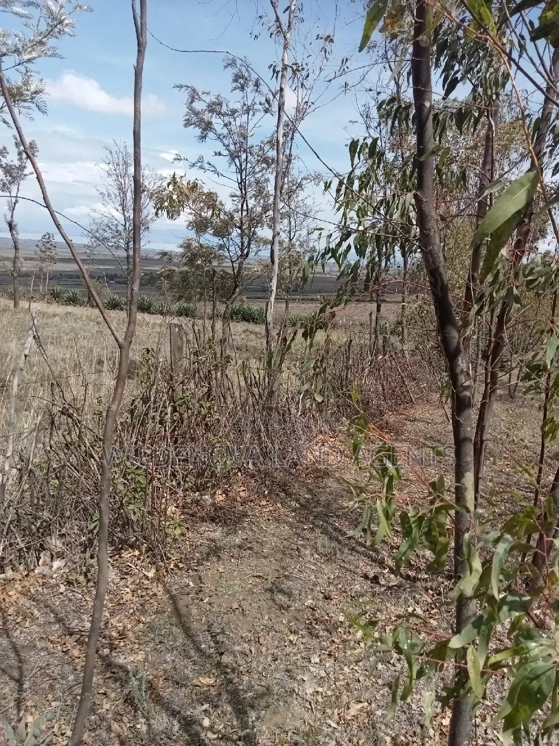 Bargain 5-Acre Land Offer in Longonot, Naivasha - Don't Miss Out! in Mirera