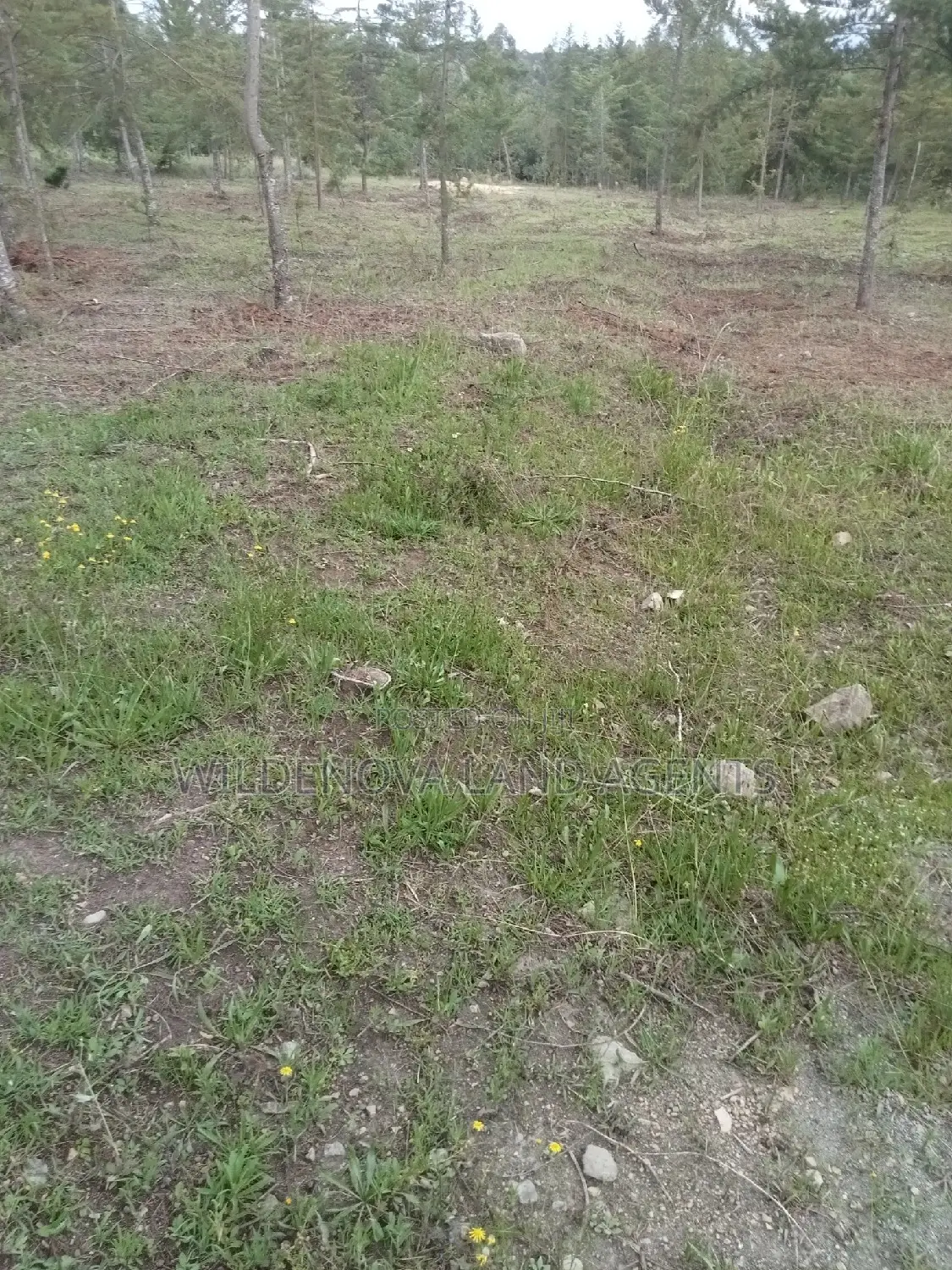 5-Acre Plot for Sale in Kinangop Murungaru: Affordable Land Investment Opportunity in North Kinangop