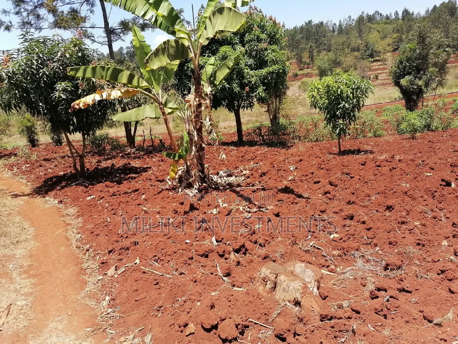 Quarter Acre Land for Sale in Sabasaba - Build Your Future Today! in Kimorori/Wempa