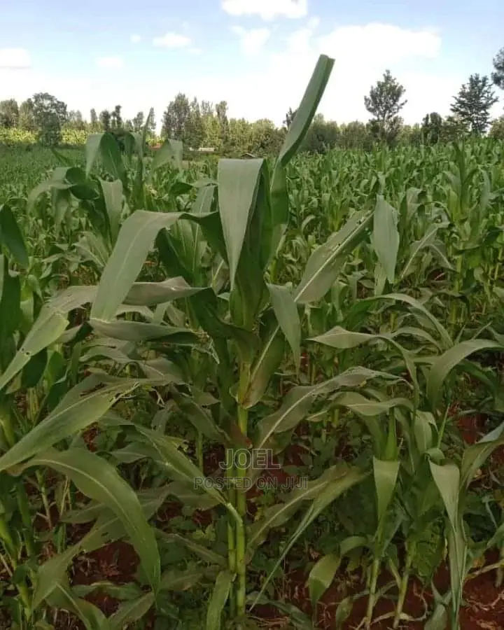 Malindi: 24-acre Land for Sale - Don't Miss Out in Malindi
