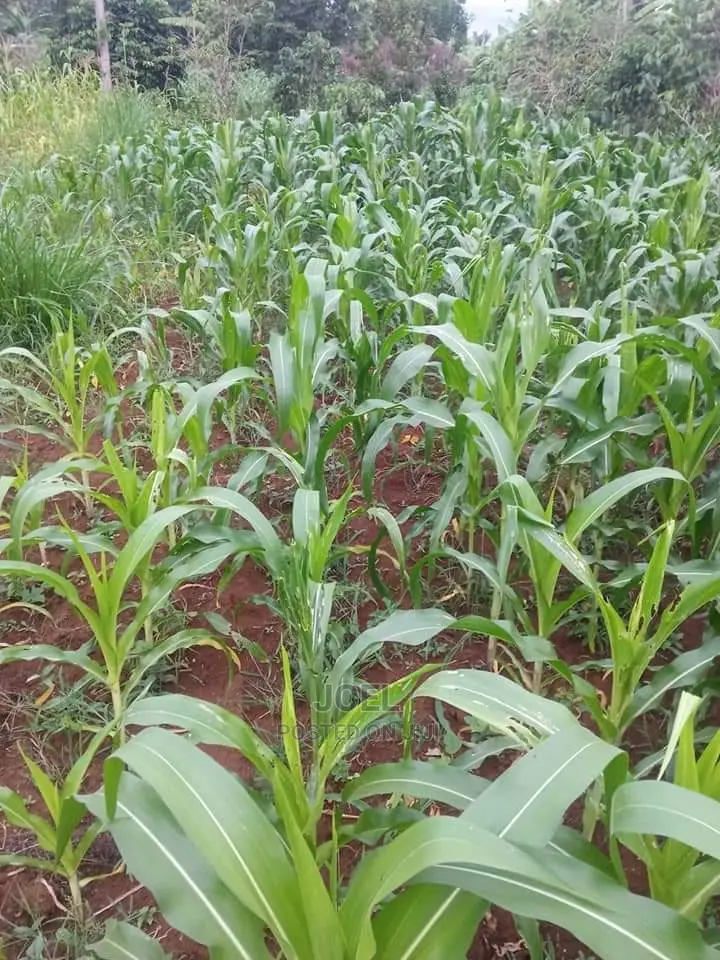 2 Acres of Land in Langa Langa - Ideal for Investment in Gilgil