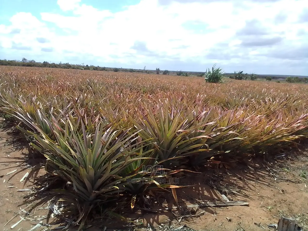 Malindi, Kilifi County: 20-Acre Plot Available for Purchase in Malindi