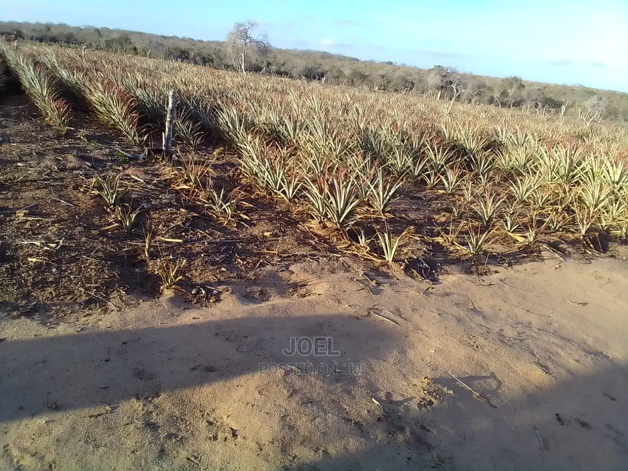12-Acre Plot in Malindi: Ideal Investment Opportunity in Malindi