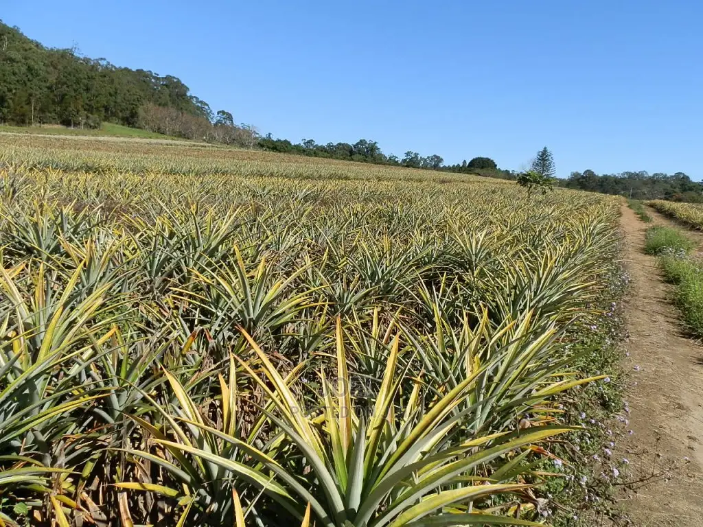 Malindi's Prime 40-Acre Farmland: Perfect for Agriculture and Real Estate Projects in Town Centre