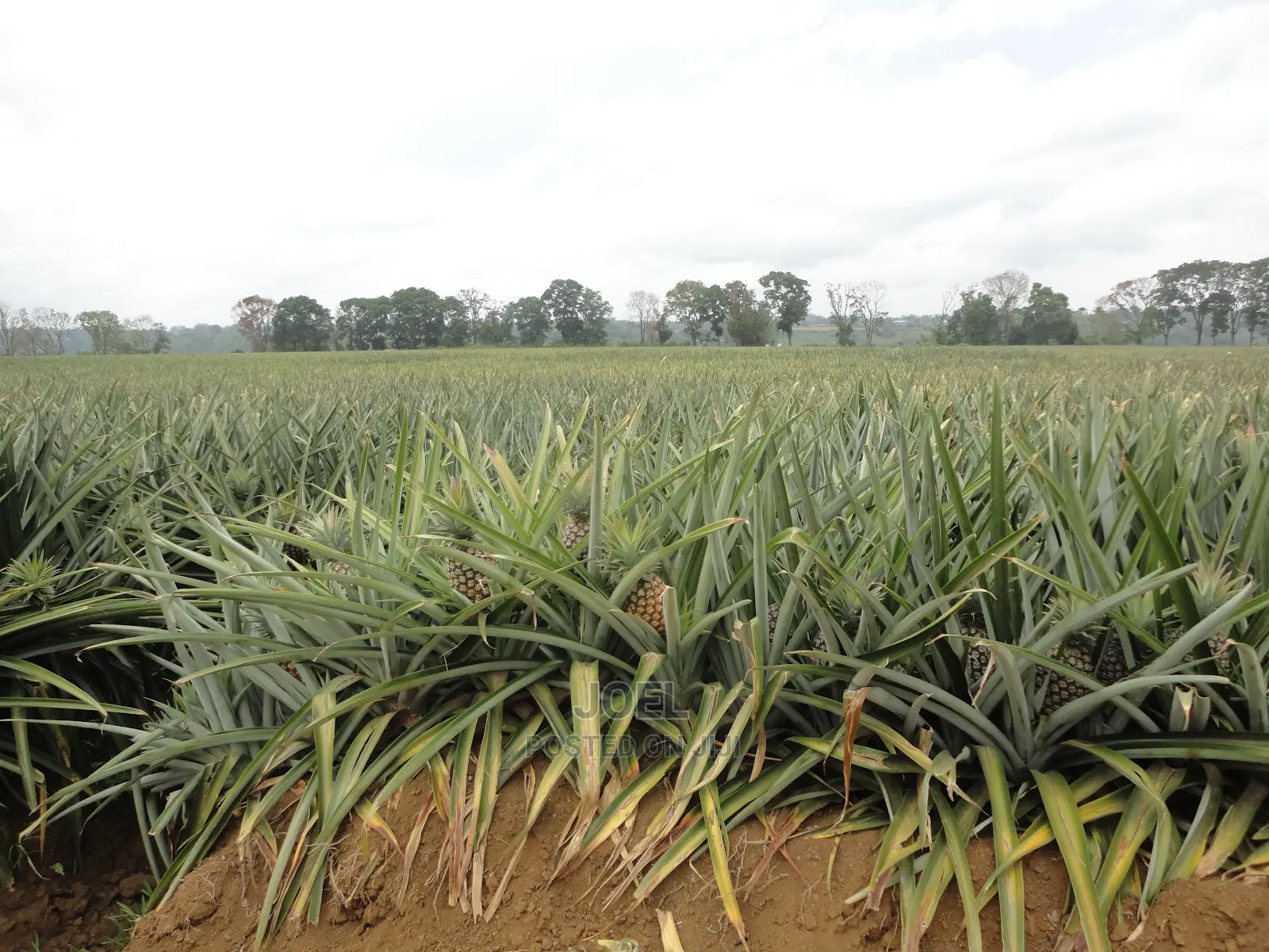 Malindi's Prime 40-Acre Farmland: Perfect for Agriculture and Real Estate Projects in Town Centre