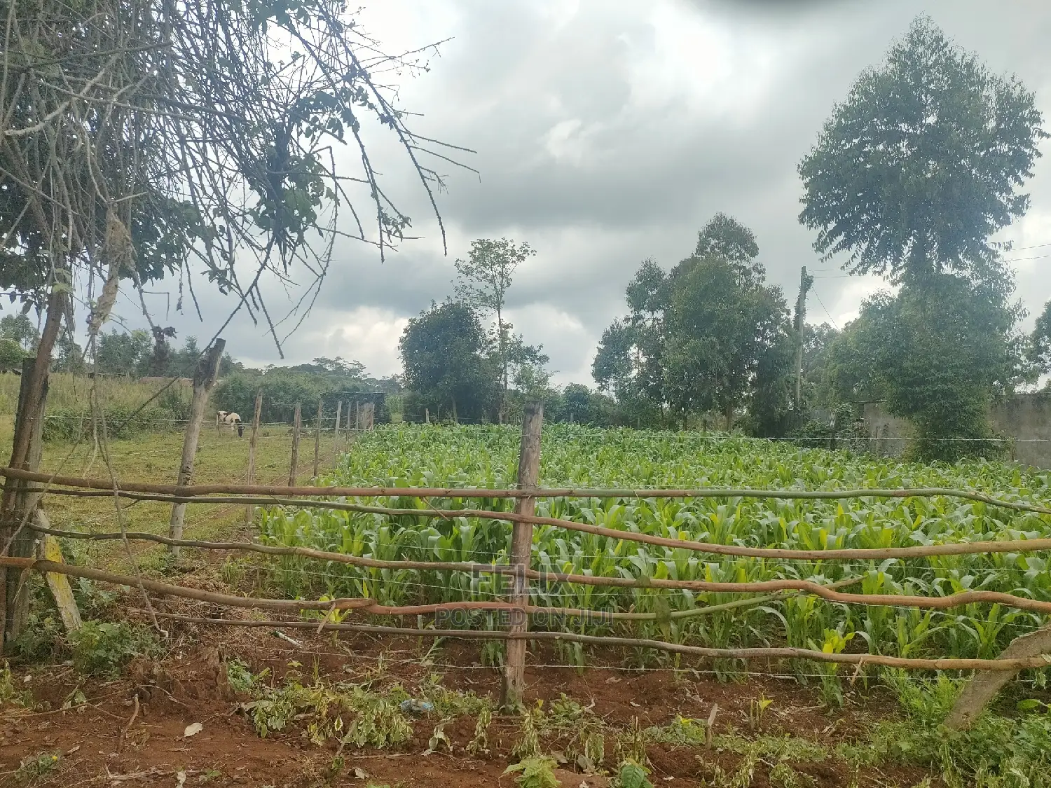4 Acres Karatina/Kagochi Campus Main Tarmac at Gatei in Karatina Town