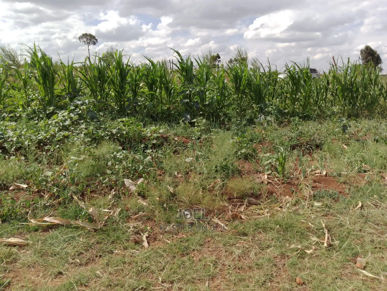 5 Acre Land in Matuu - Ideal for Agriculture or Development in Matuu