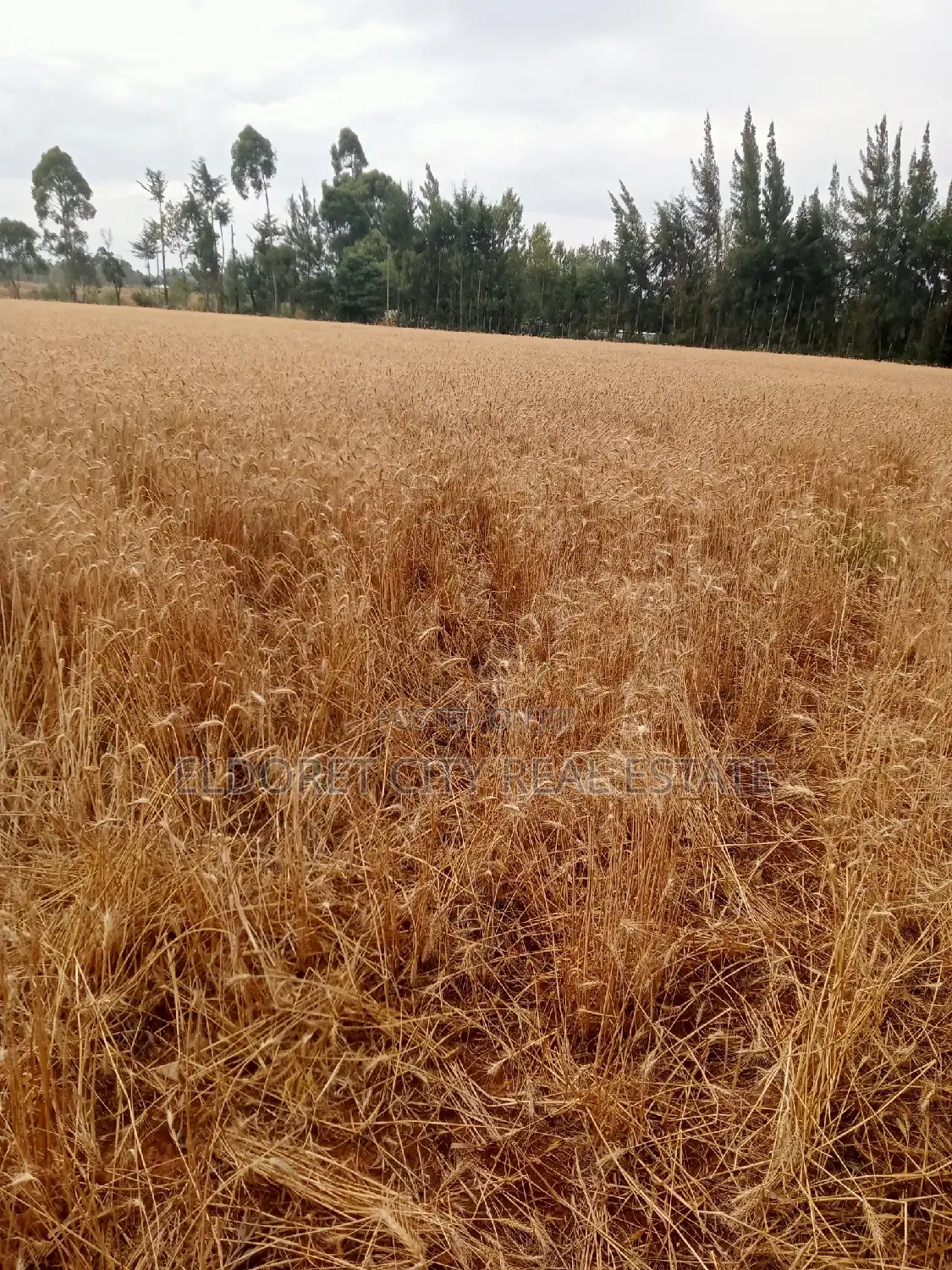 5 Acres of Ilula Land - Arable Title, Prime Agricultural Opportunity in Eldoret CBD