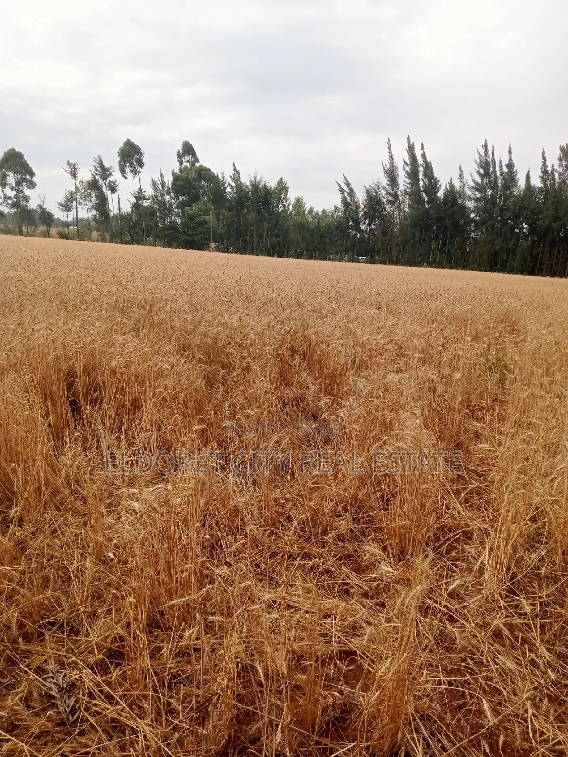5 Acres of Ilula Land - Arable Title, Prime Agricultural Opportunity in Eldoret CBD