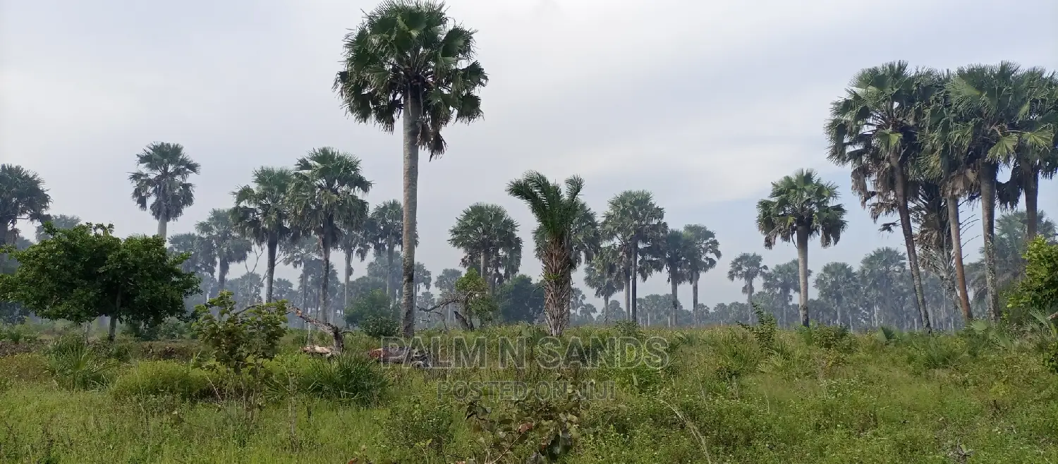 Majoreni's 30-Acre Arable Field - Available Now in Pongwe/Kikoneni