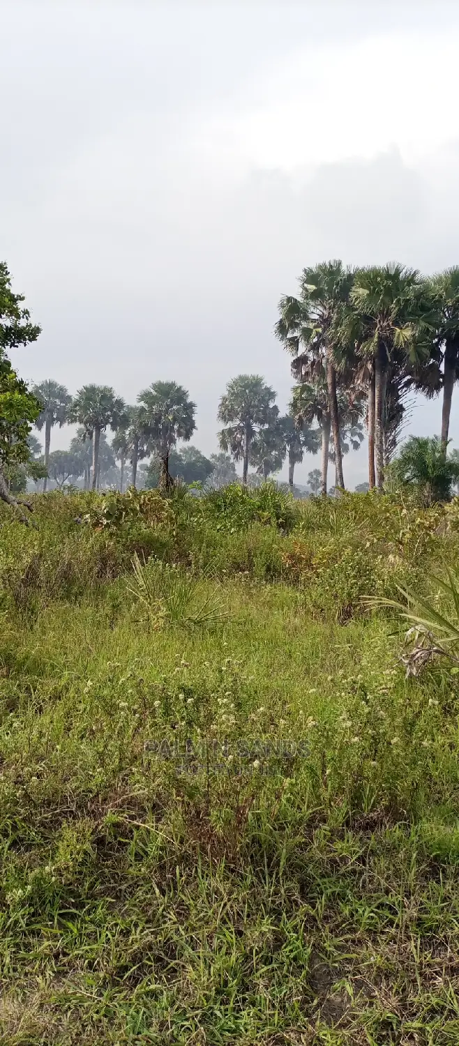 Majoreni's 30-Acre Arable Field - Available Now in Pongwe/Kikoneni