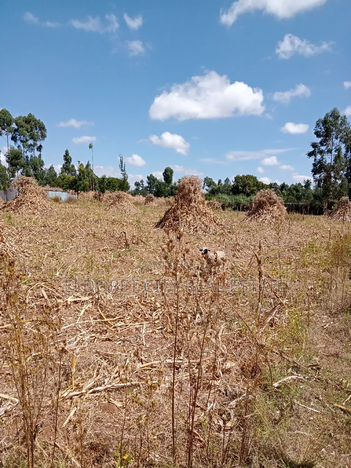 1/2 Acre Title Plot in Kiplombe for Sale in Eldoret CBD
