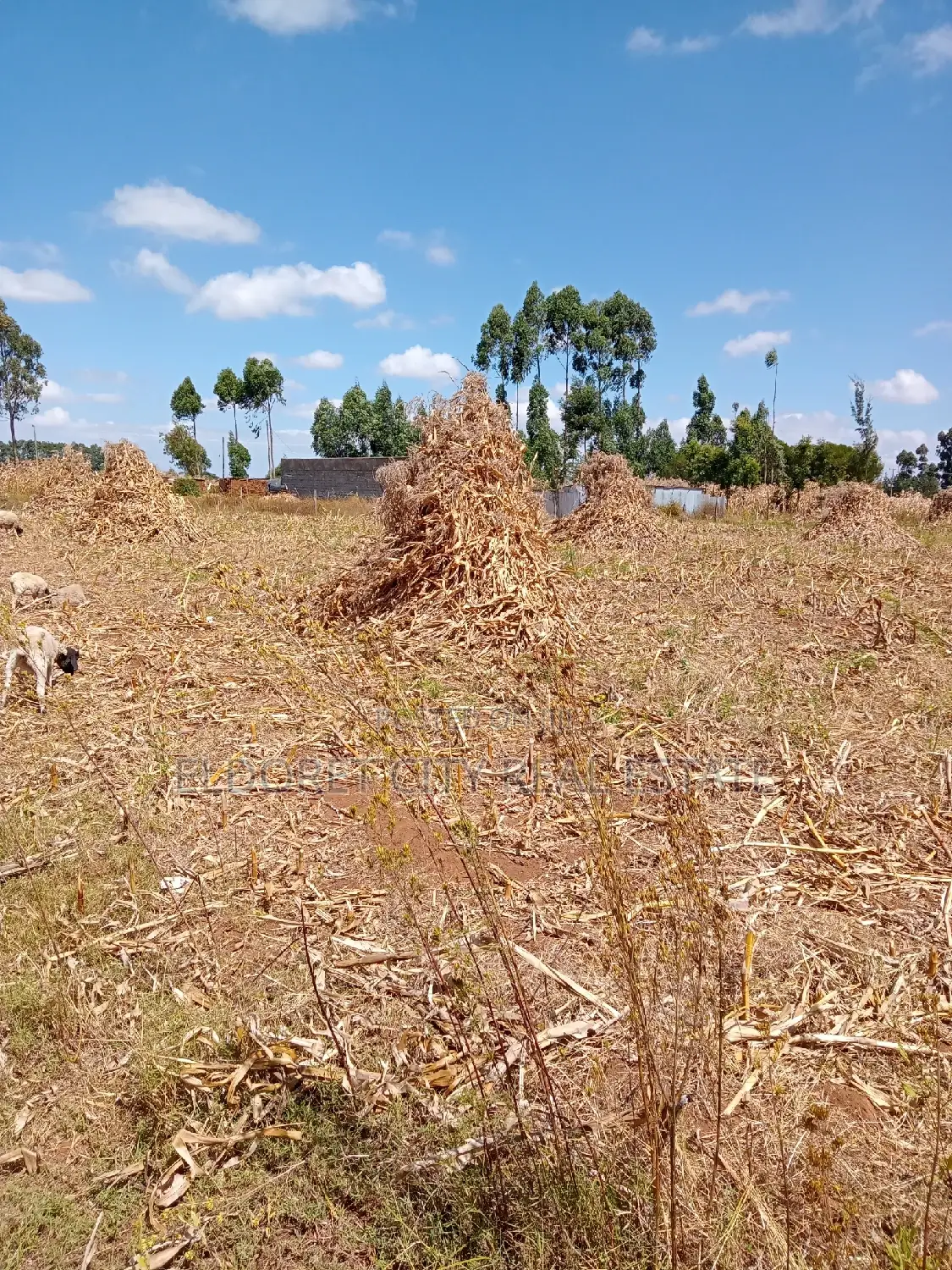 1/2 Acre Title Plot in Kiplombe for Sale in Eldoret CBD