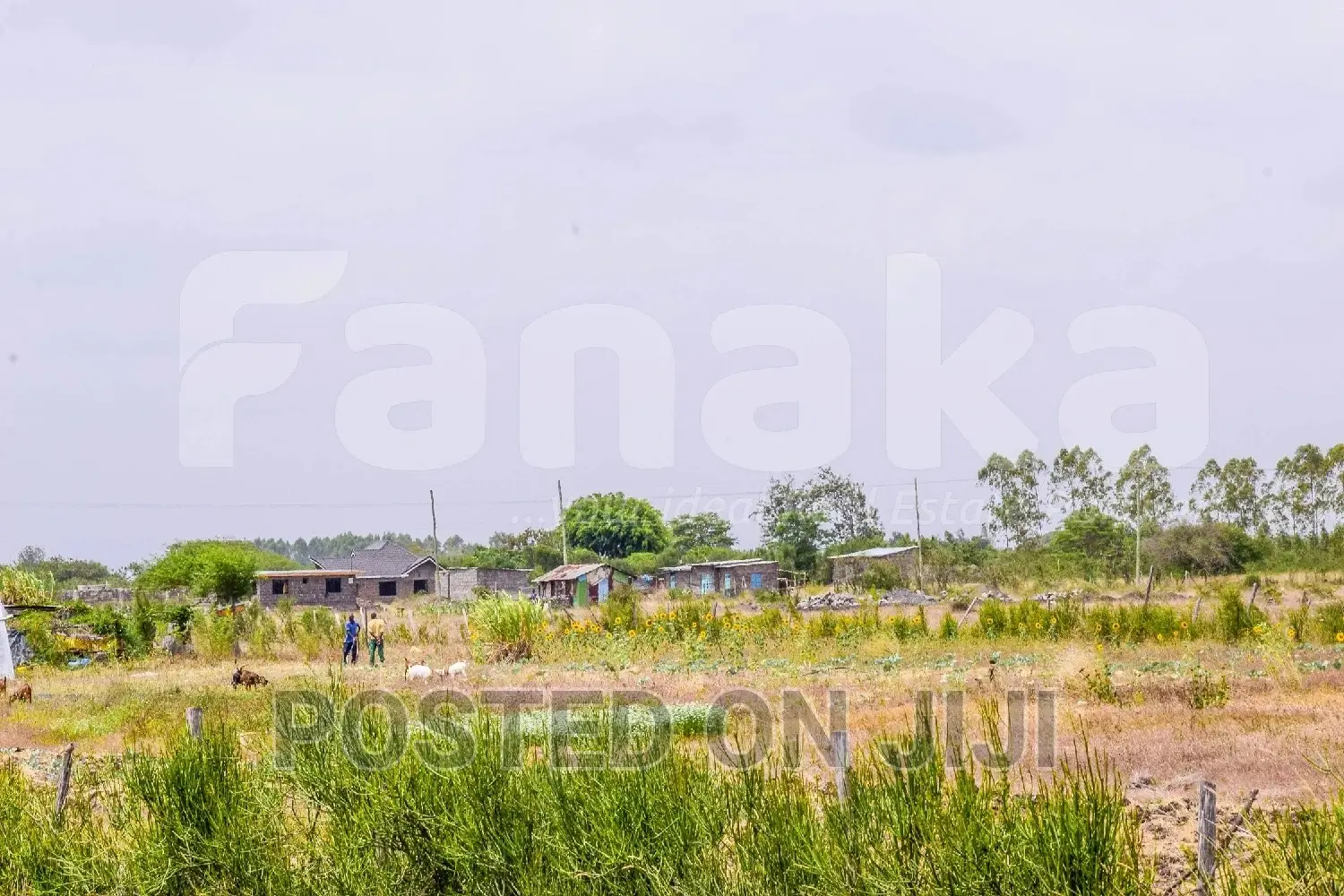 Plots With Ready Titles Juja Farm^PM in Kalimoni