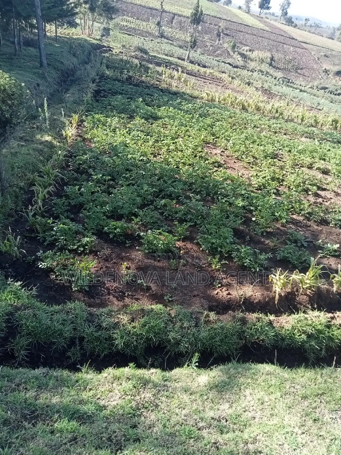 Naivasha Ihindu Land Sale - Affordable Plots Available in Naivasha East