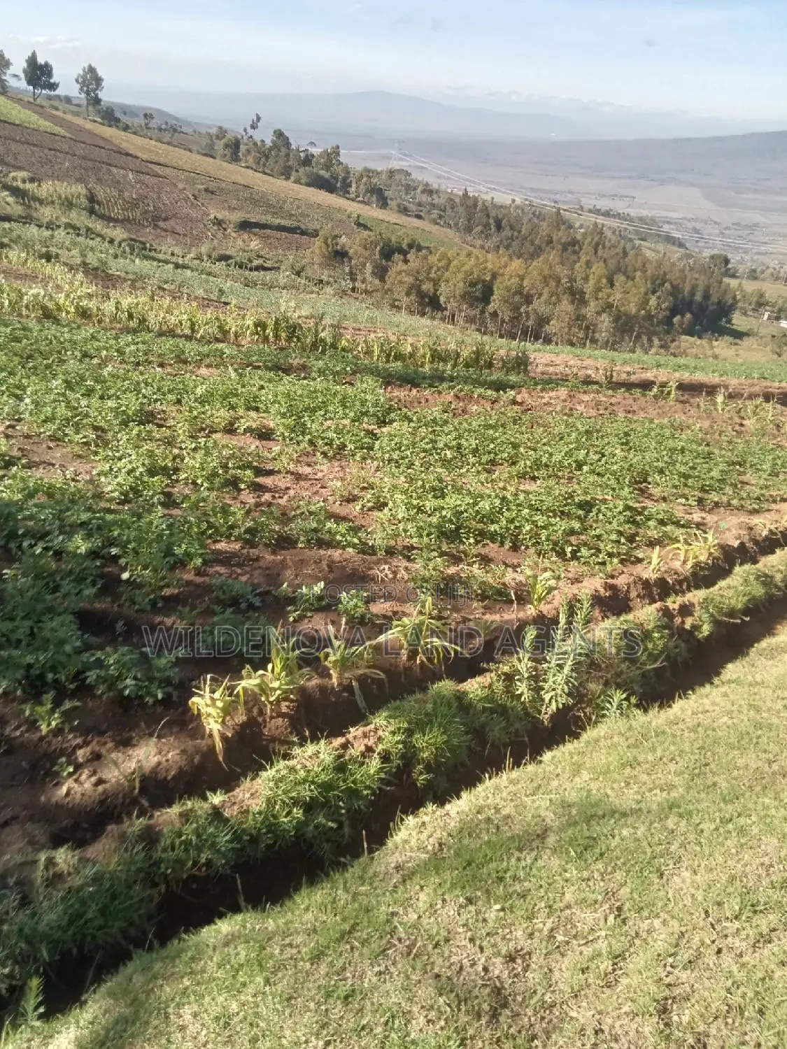 Naivasha Ihindu Land Sale - Affordable Plots Available in Naivasha East