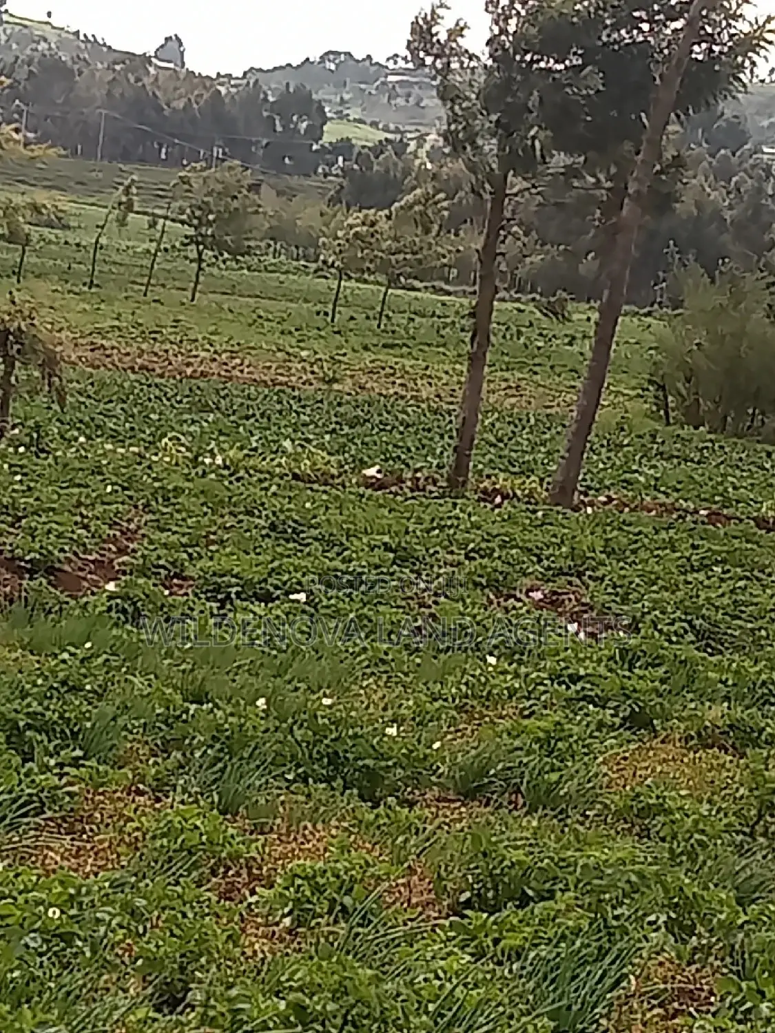 Invest in a Plot in Naivasha Ihindu - Act Now and Own Your Dream! in Naivasha East