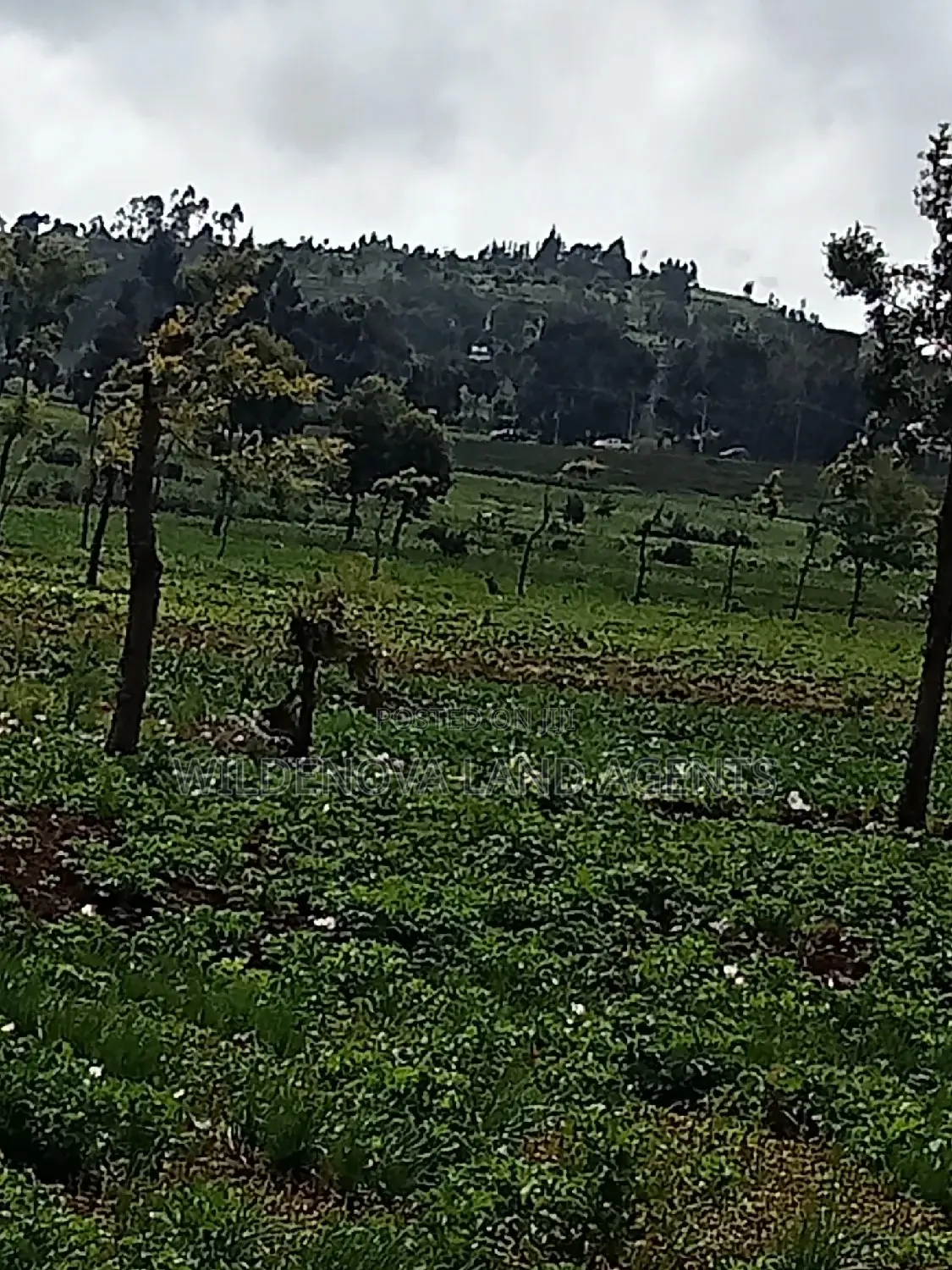 Invest in a Plot in Naivasha Ihindu - Act Now and Own Your Dream! in Naivasha East