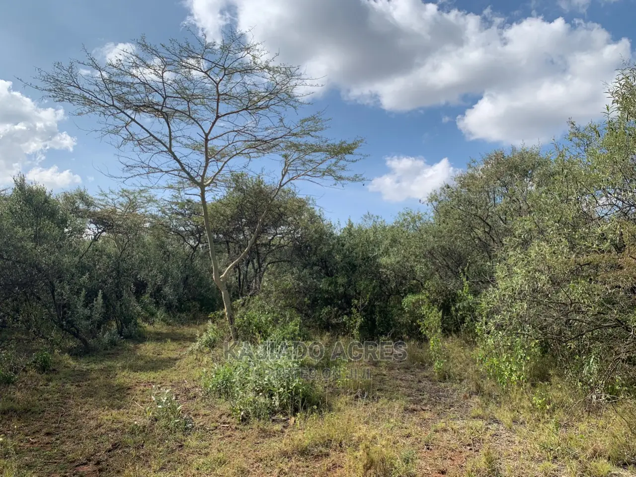 Bargain 5 Acres Enkusero Sampu Land priced at 1.5 Million per Acre in Ngong