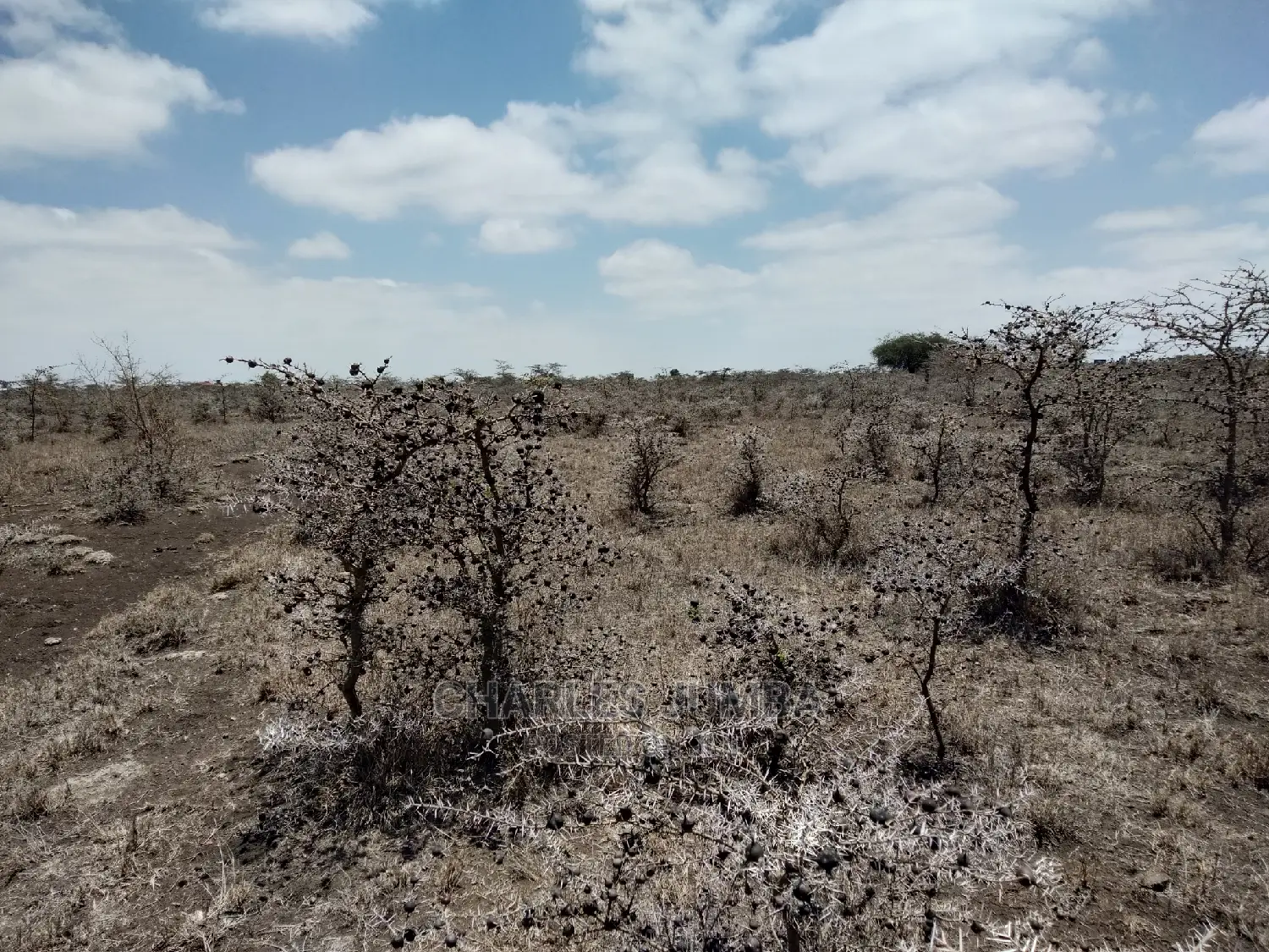 Acacia Land Plot: Perfect for Your Dream Home in Kitengela